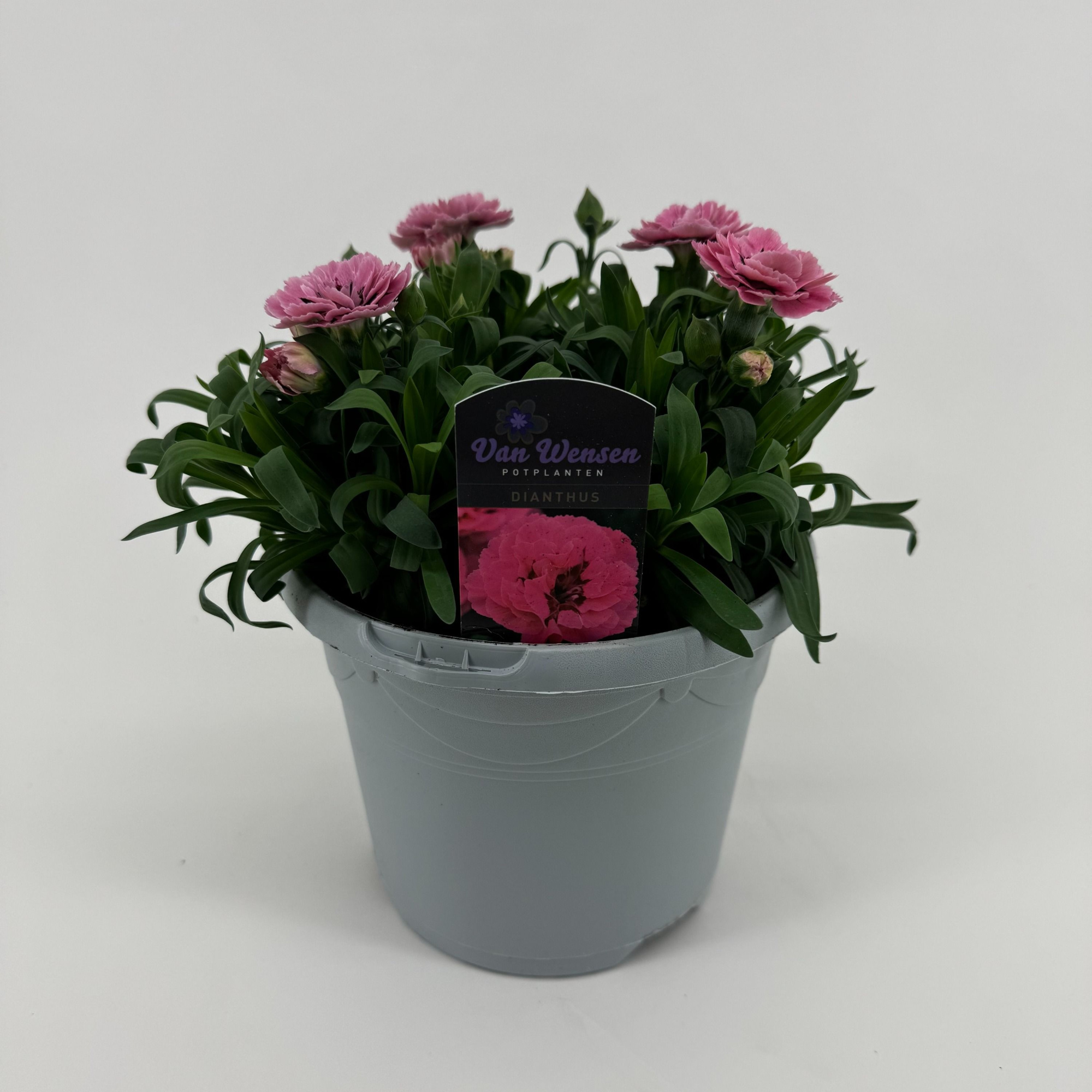 Dianthus 'Oscar' Pink and Purple, D 17 cm