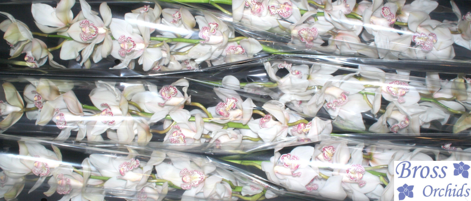 Цимбидиум Мистер Шугар Ли x6 80, шт.