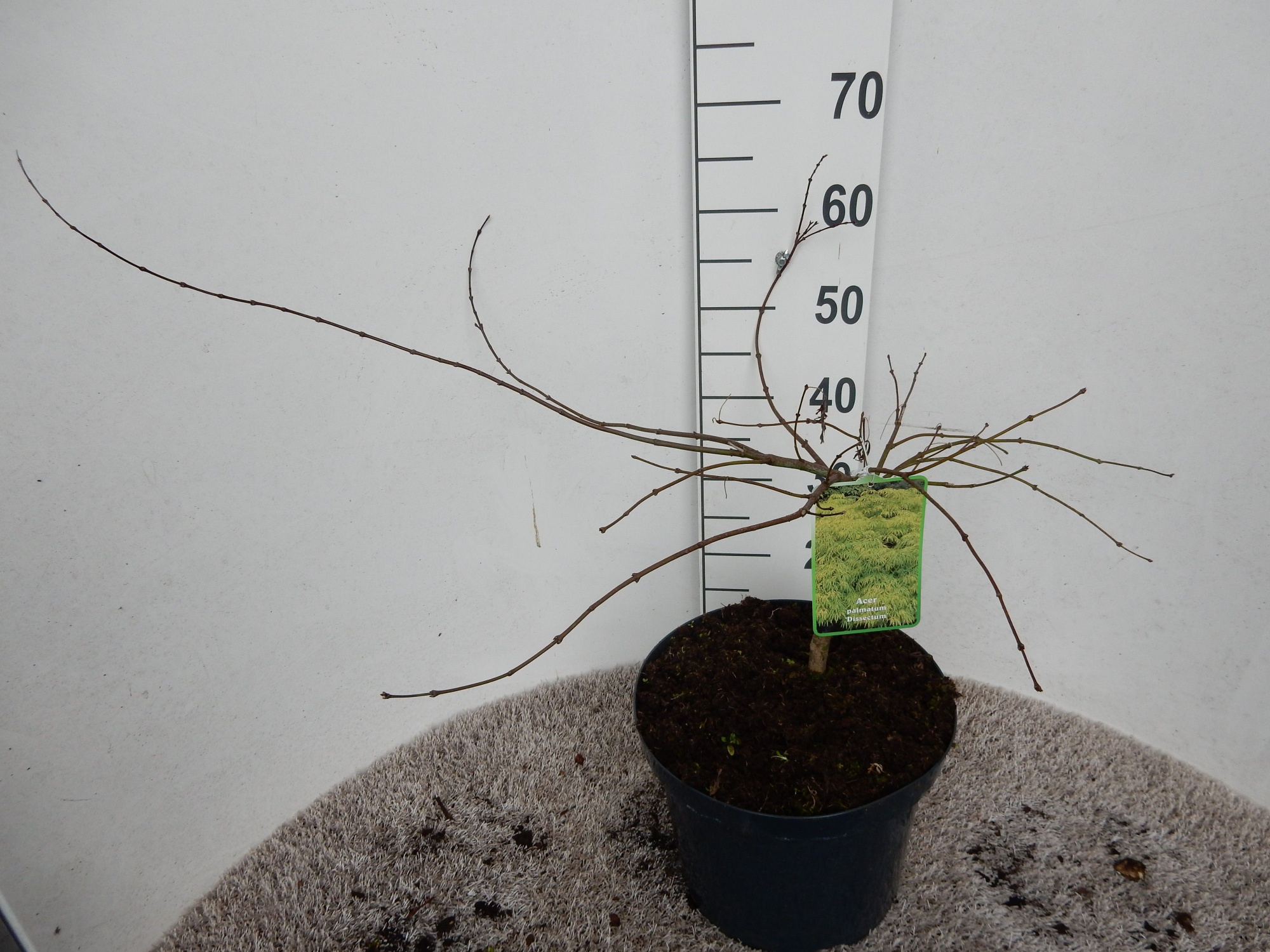 Acer palm. Dissectum 40-50 P28, D 28