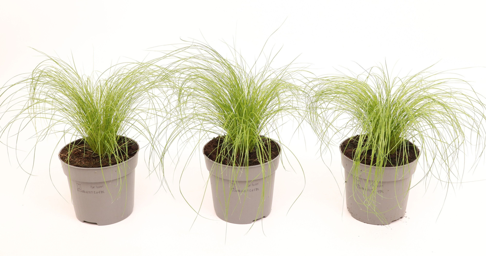 Stipa 'Pony Tails', D 10,5 cm