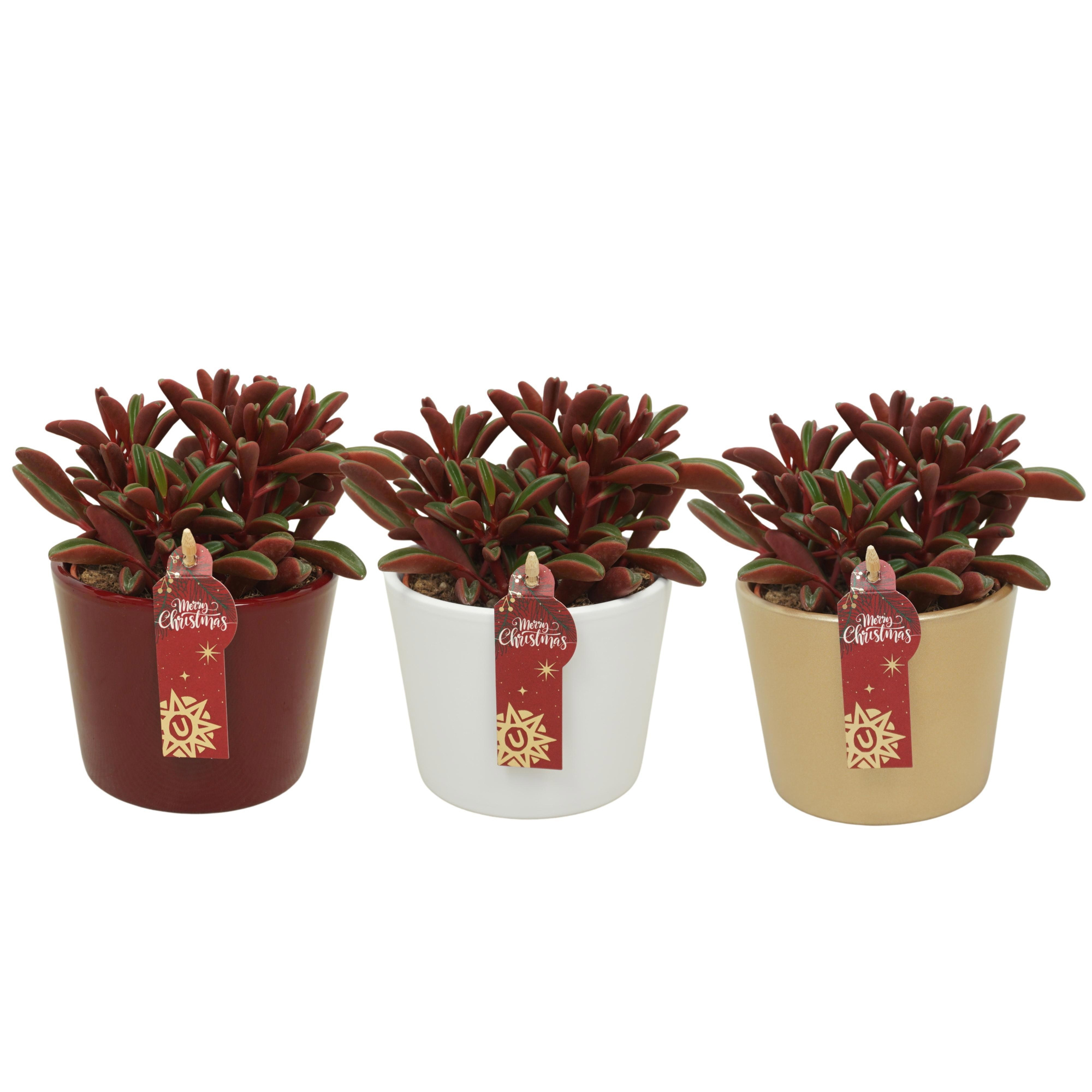 Peperomia graveolens in 12 cm Kerst pot (3 assorti), D 10,5 cm