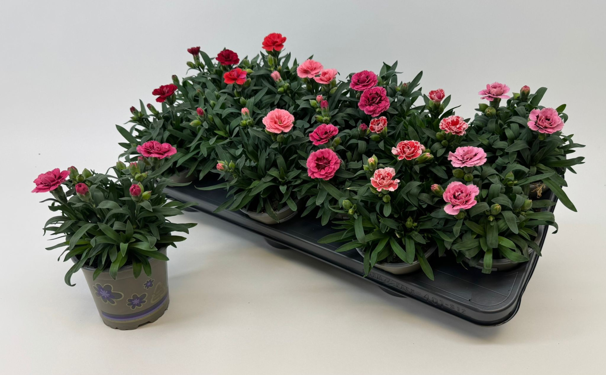 Dianthus 'Oscar' mixtray 10.5cm, D 11