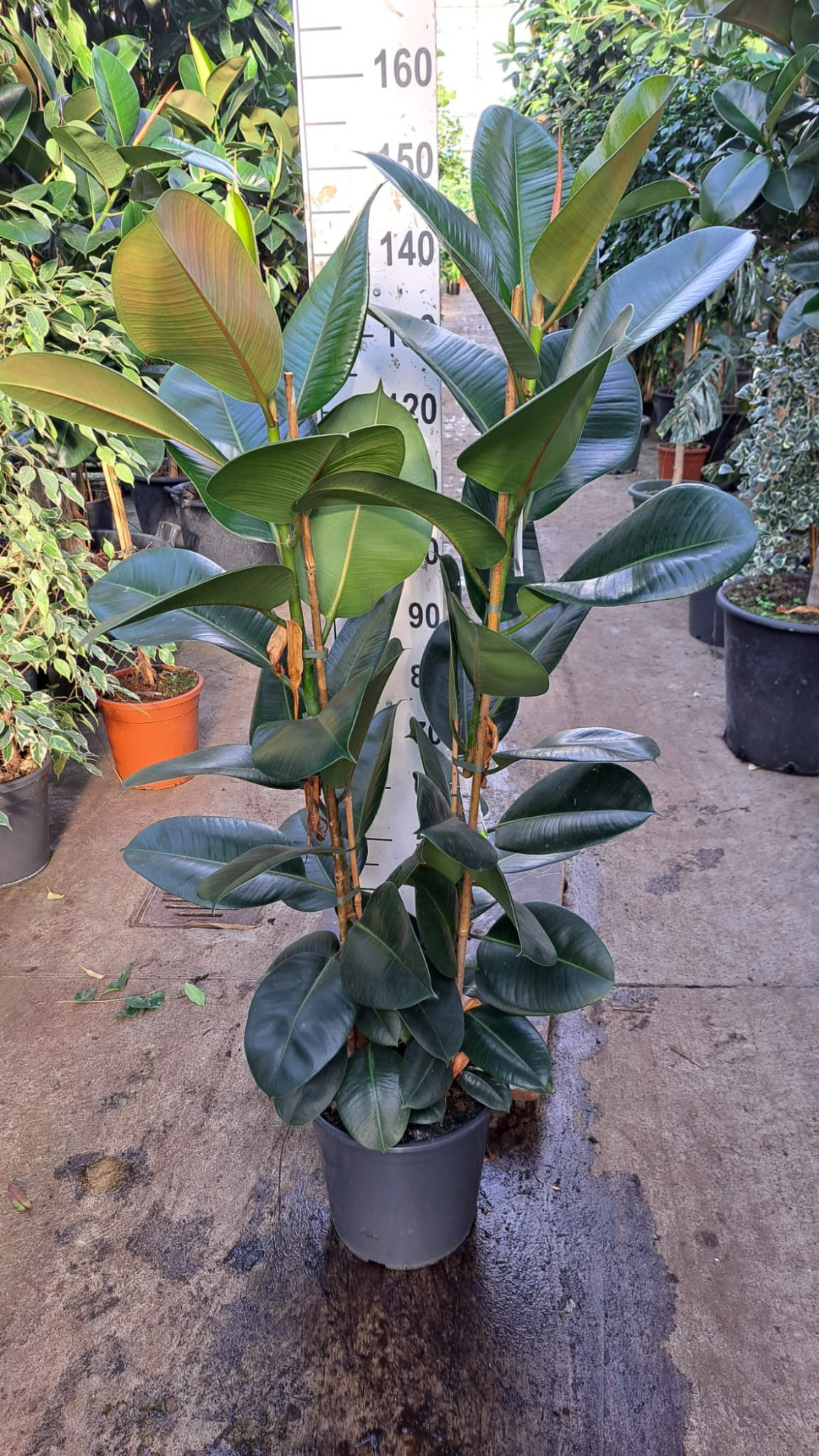 ficus robusta 2 toef 150, D 30