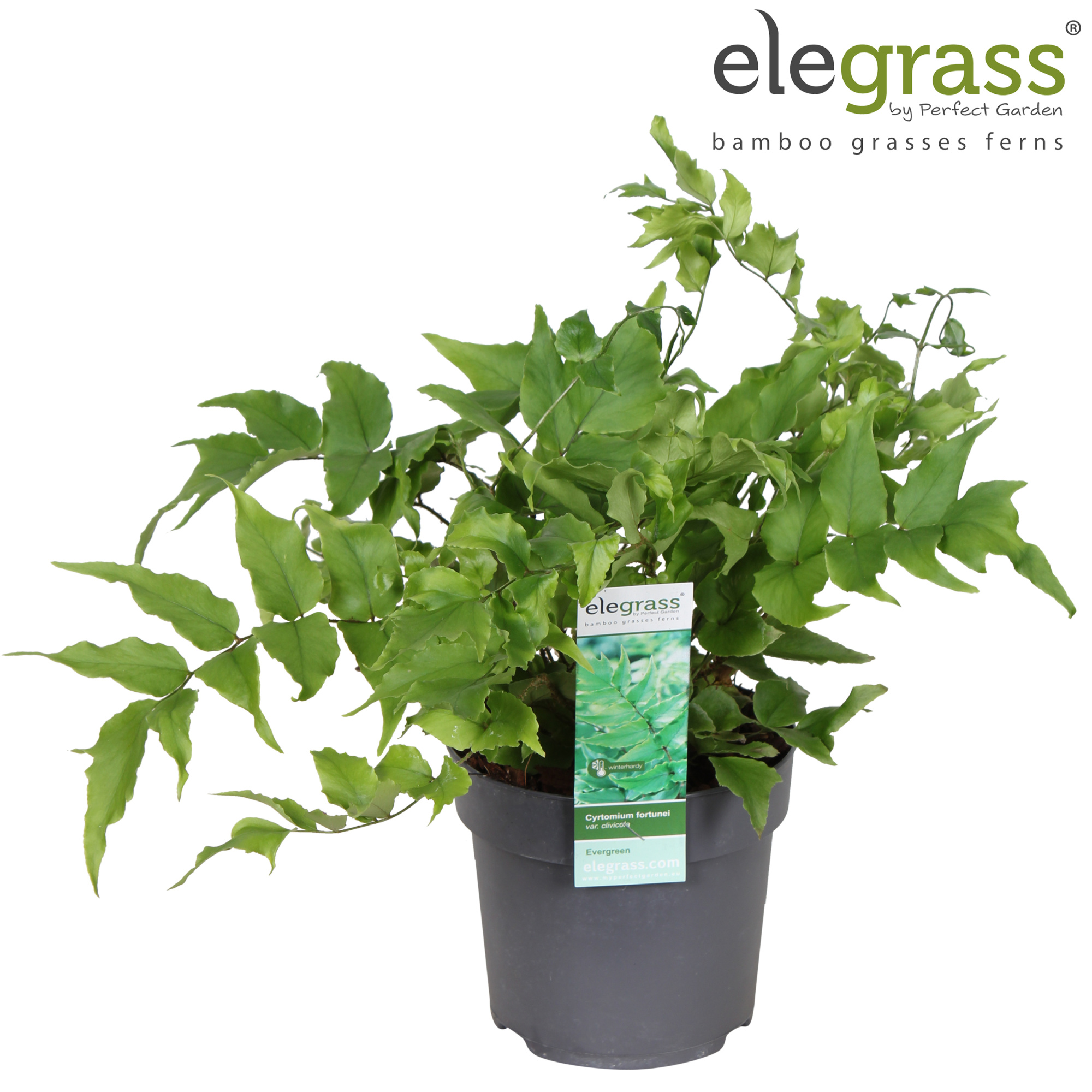 Cyrtomium fortunei var. 'Clivicola' P14, D 14 cm