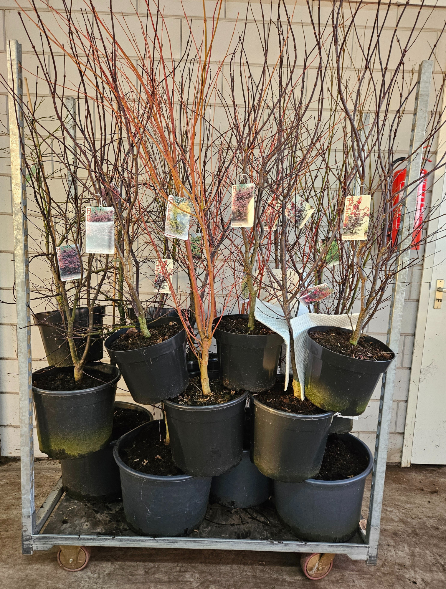 Acer palmatum Assortiment CC, D 43