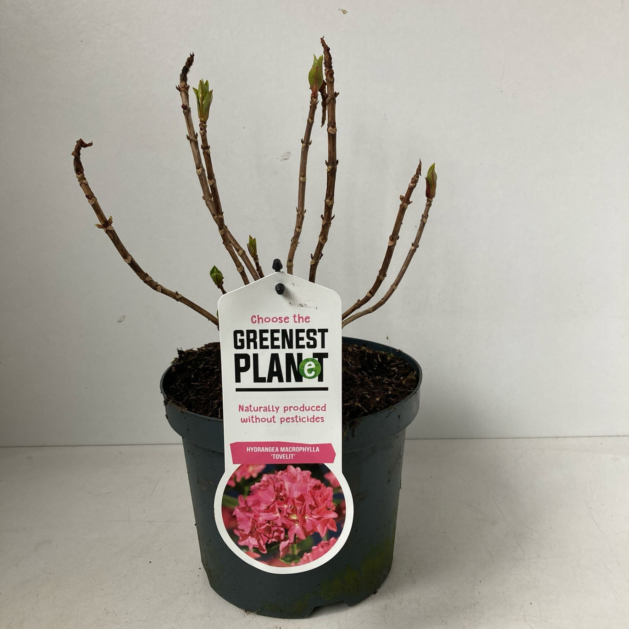 Hydrangea macr. 'Tovelit', D 19