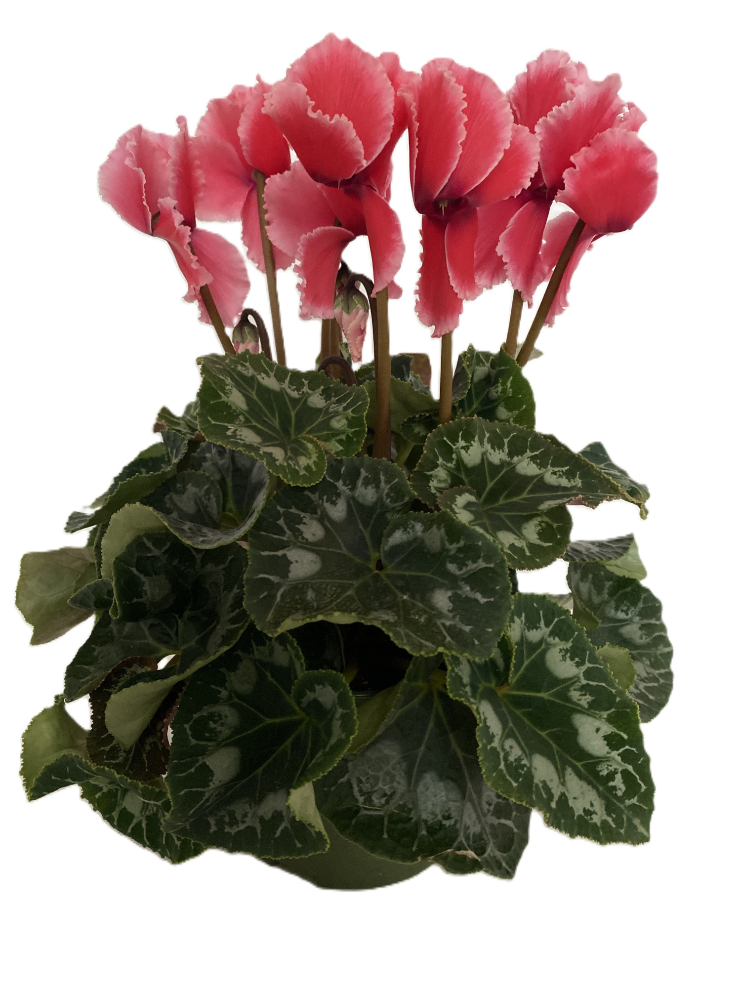Cyclamen Halios Curly Litchi, D 13