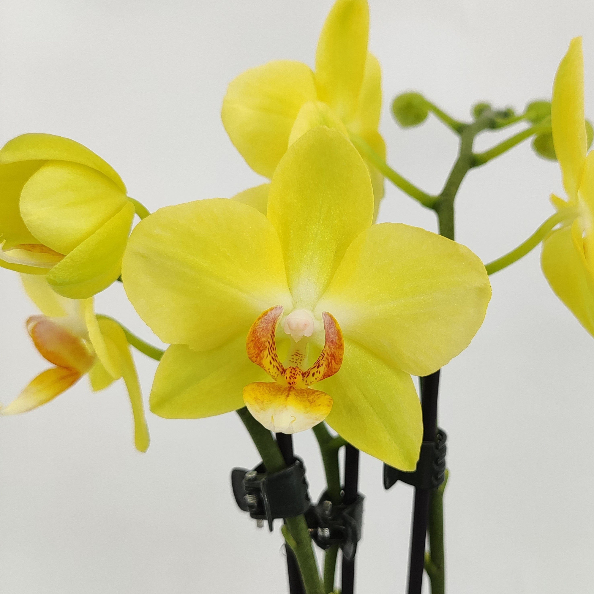 Phal. 2 tak 'Albenga' 9 cm 'Table Dance', D 9