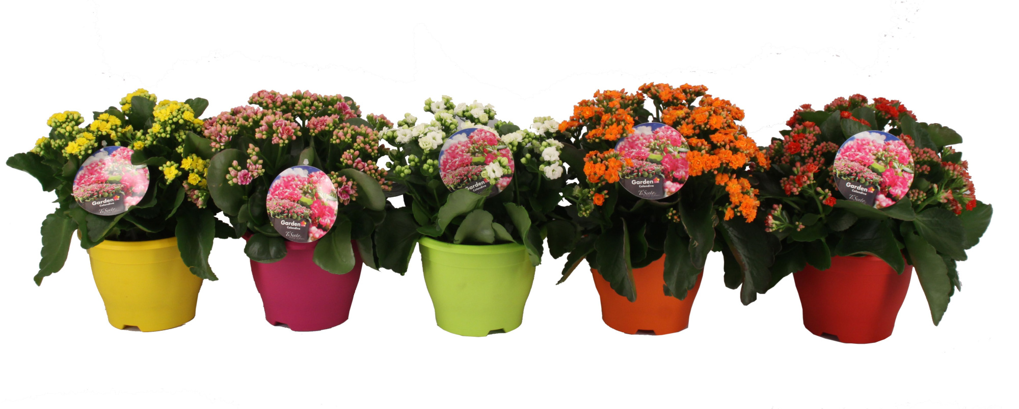 Calandiva 17 cm Campana pot, D 17