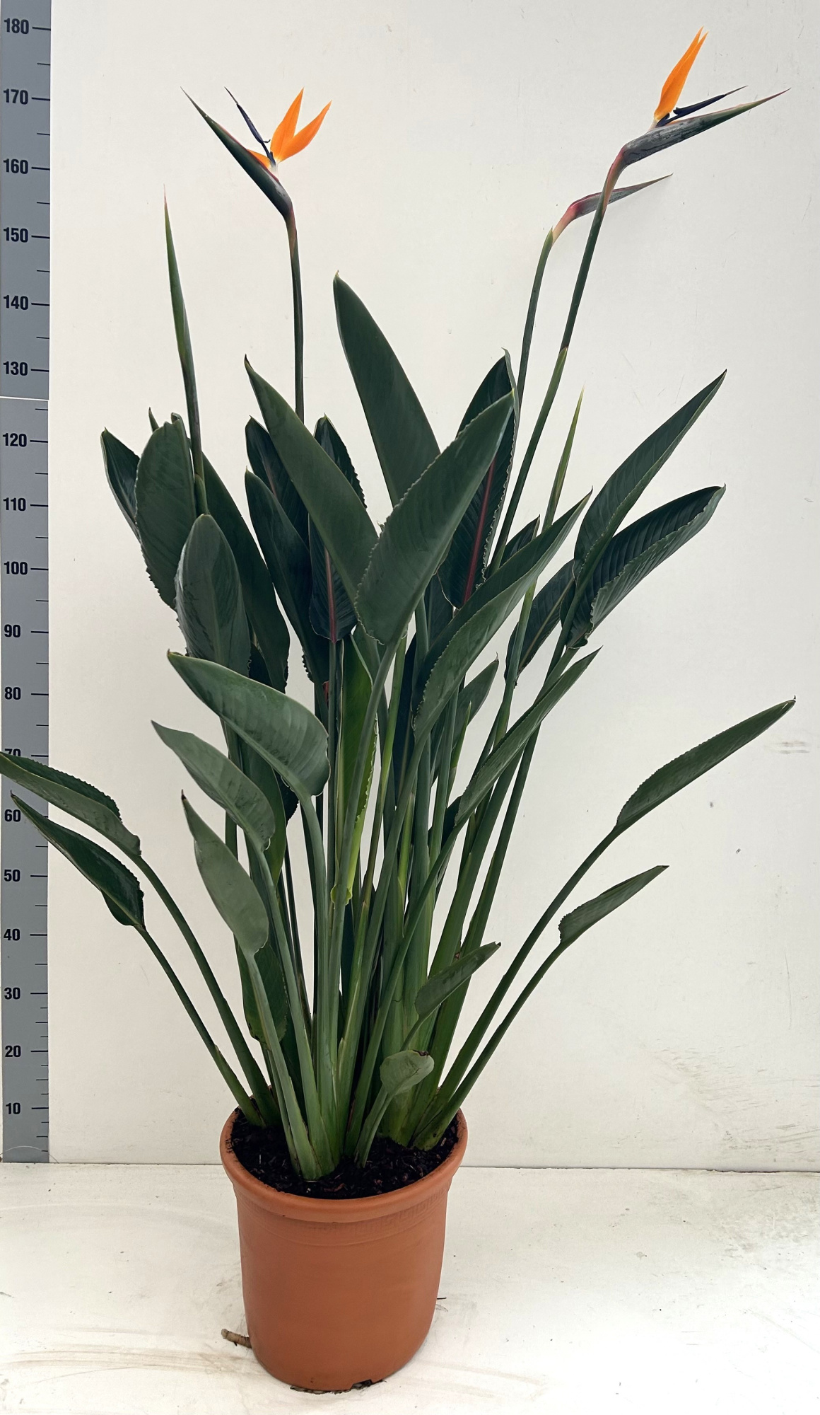 Strelitzia reginae, D 30