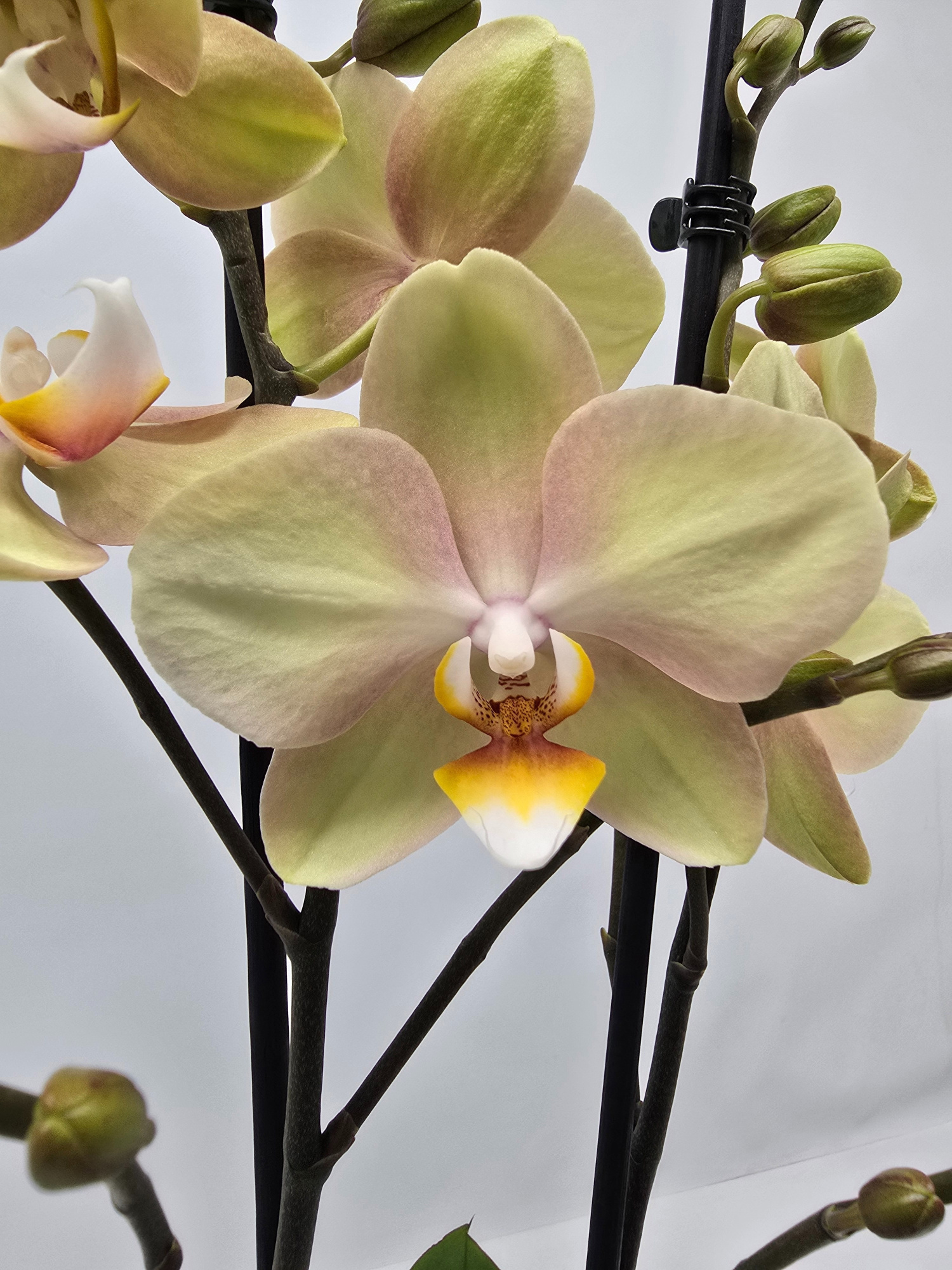 Limited 08 week 43, D 12 cm