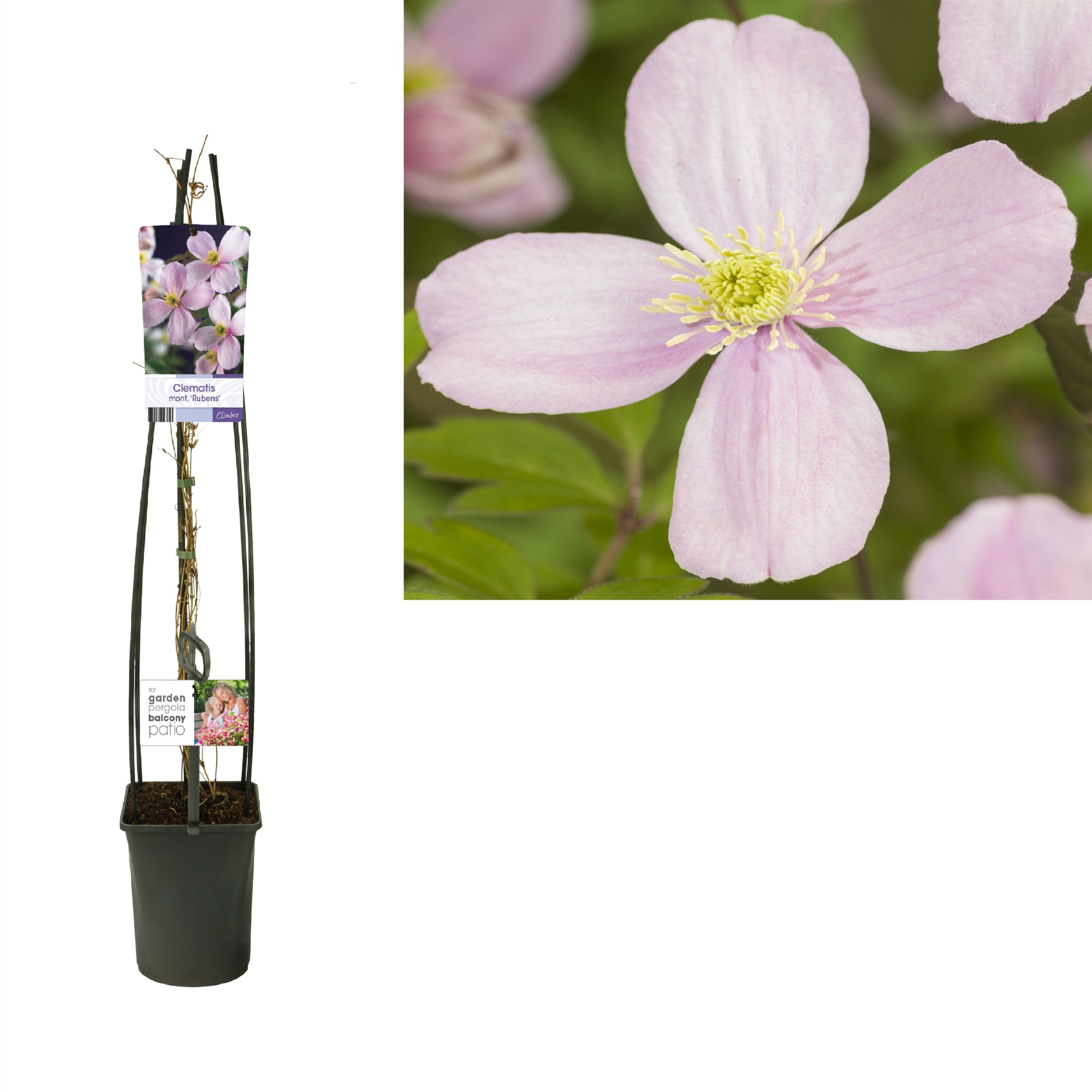 Clematis montana 'Mayleen' +light label, D 23