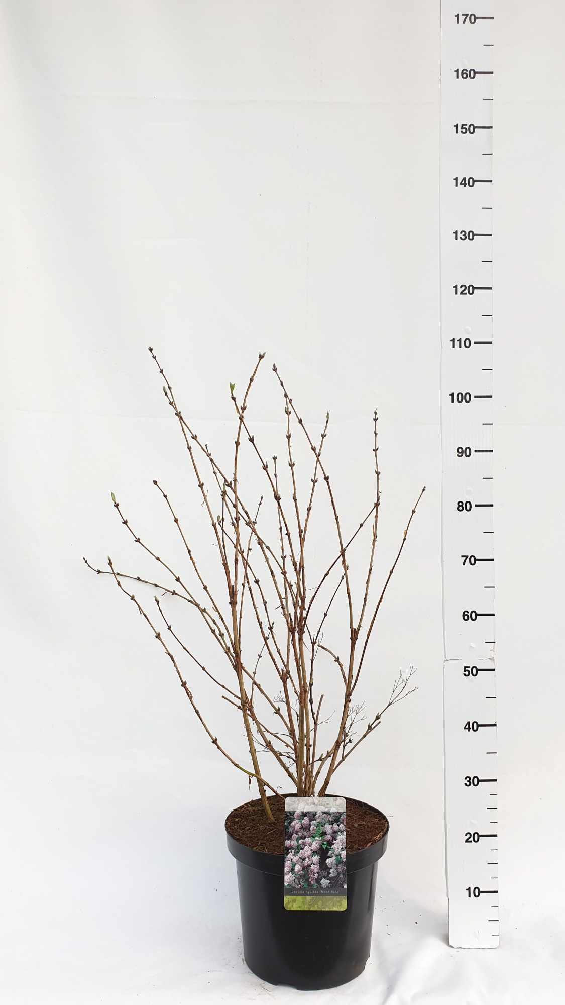 Deutzia x hybrida 'Mont Rose', D 30