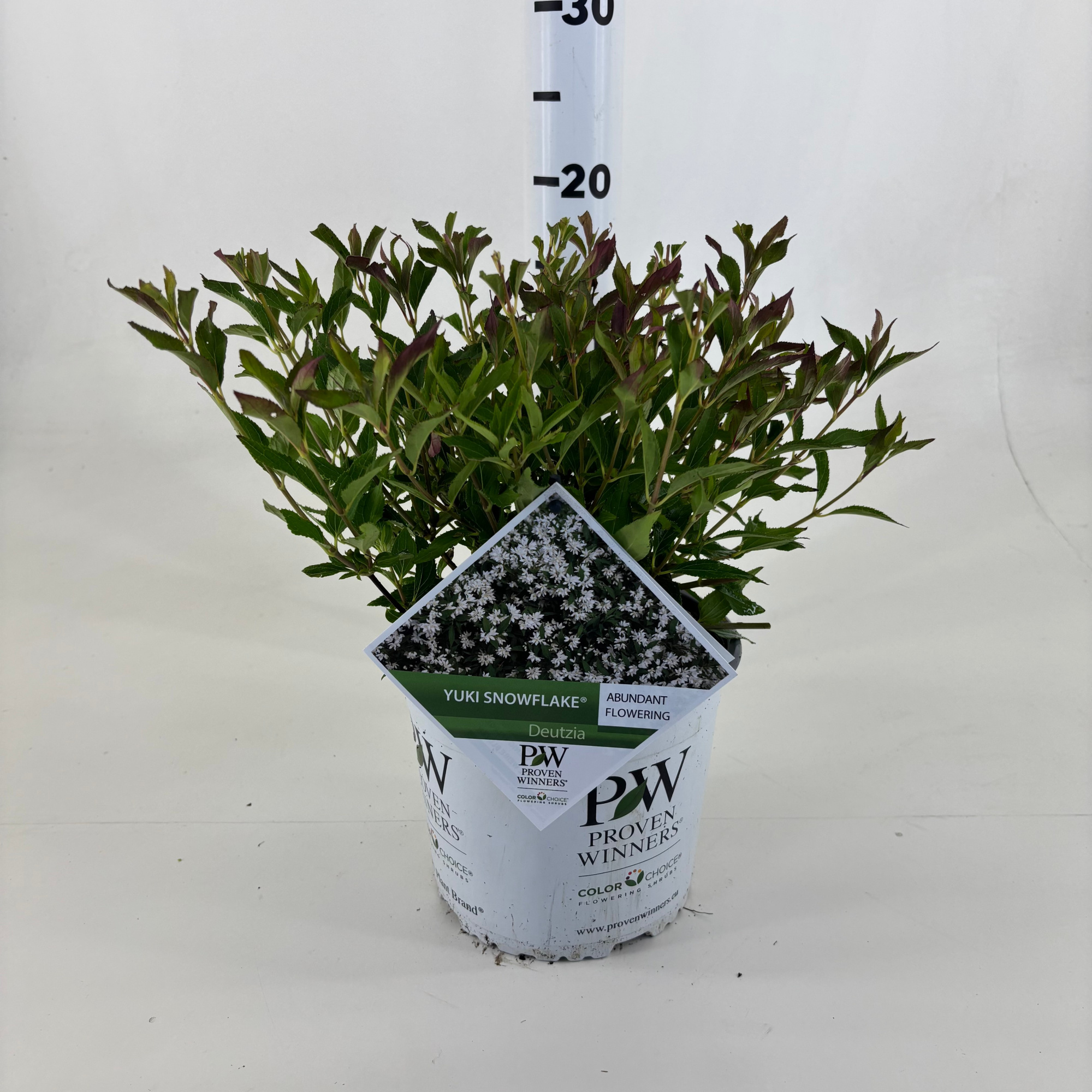 Deutzia 'NCDX1' Yuki Snowflake ®, D 19 cm