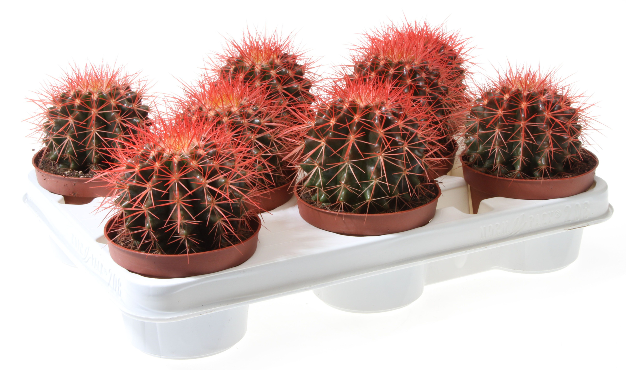 Grusonii rainbow rood, D 10,5 cm