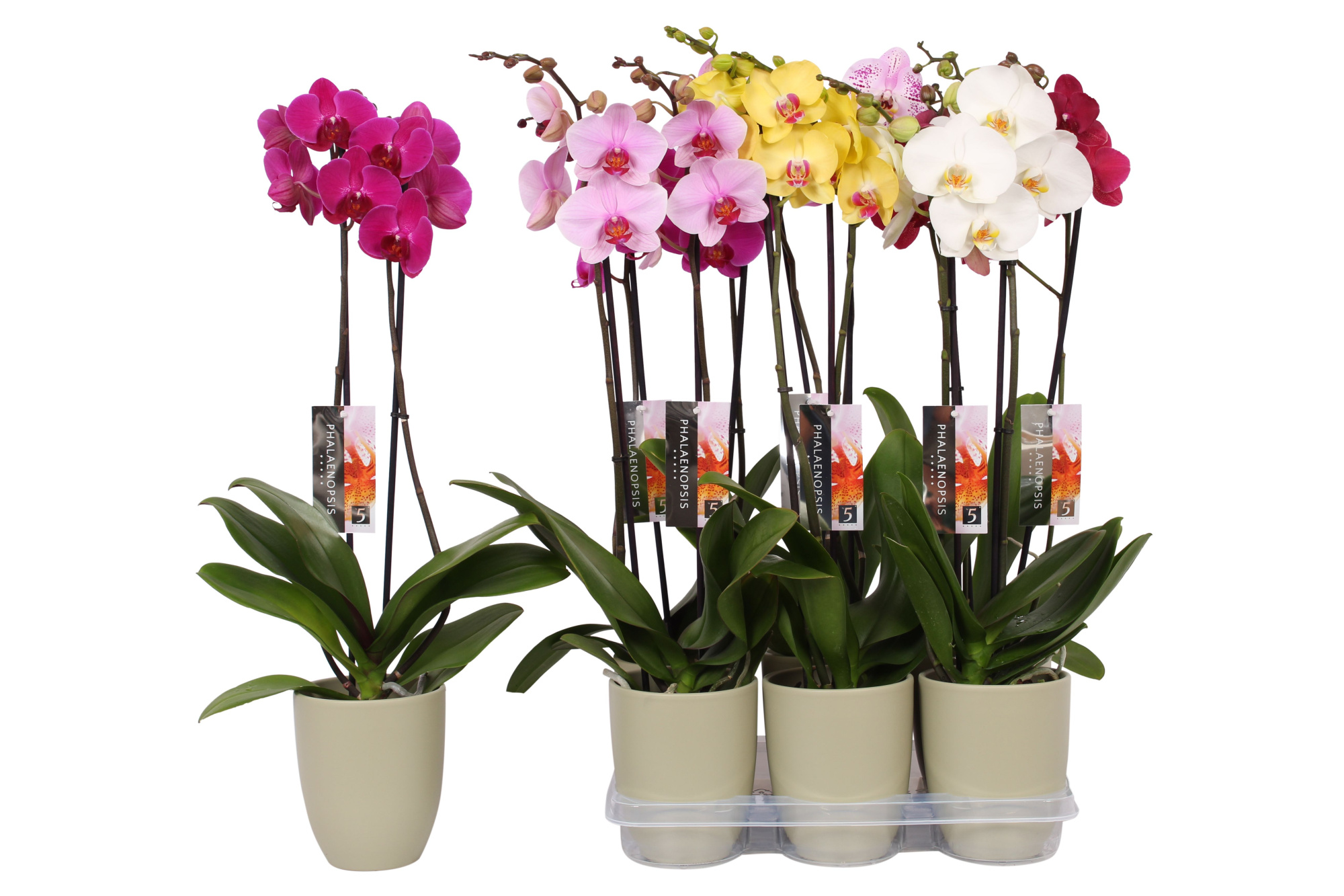 Phalaenopsis mix, 2-spike Green Ceramics, D 12 cm