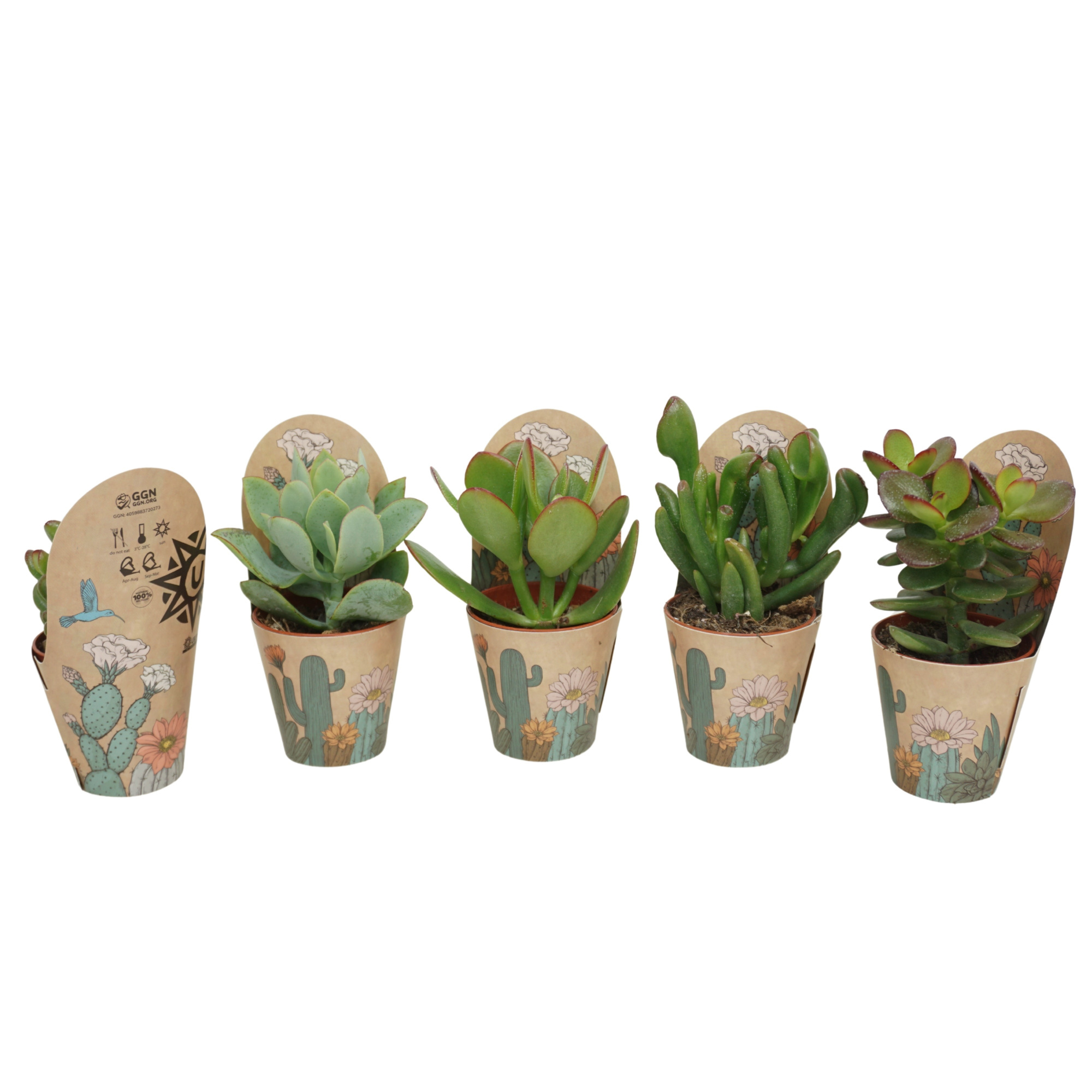 Crassula mix 5,5 cm in Ubink potcover, D 5,5 cm