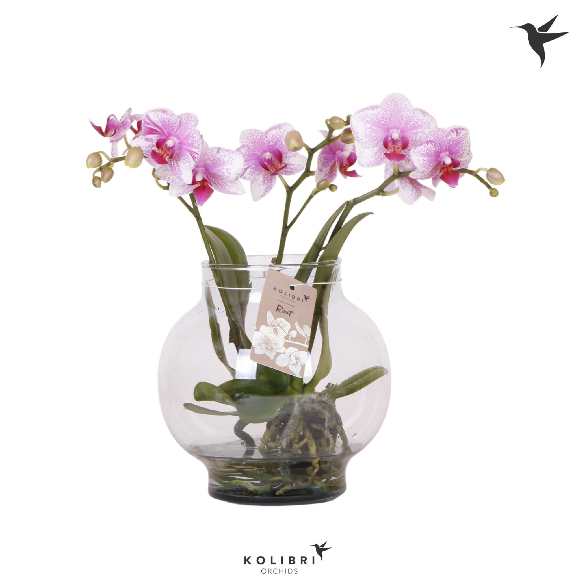 Kolibri Orchids Phalaenopsis Roots pink in glas bowl transparant, D 16 cm