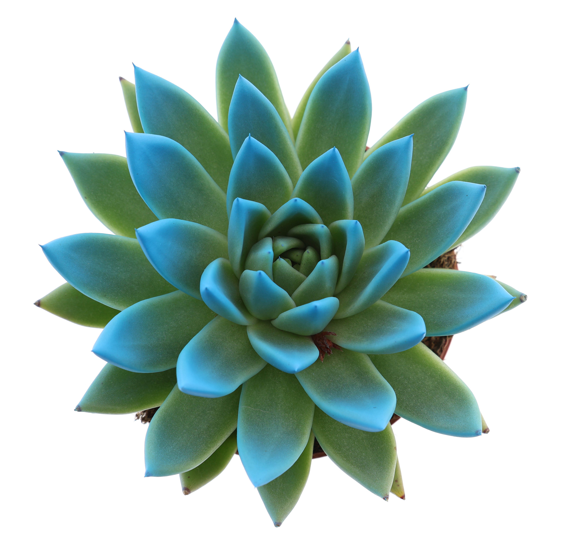 Miranda tips mint, D 12 cm