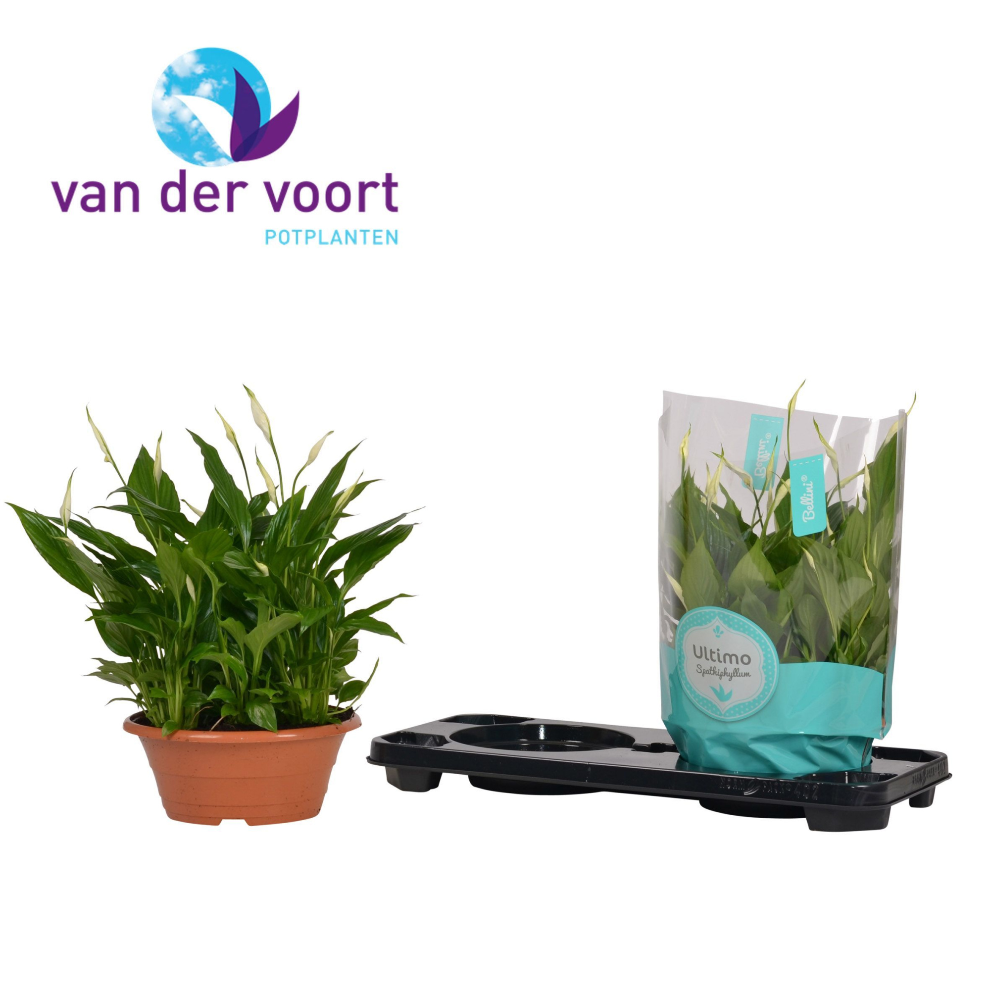 Spathiphyllum Bellini - 23 cm schaal ultimo, D 23 cm