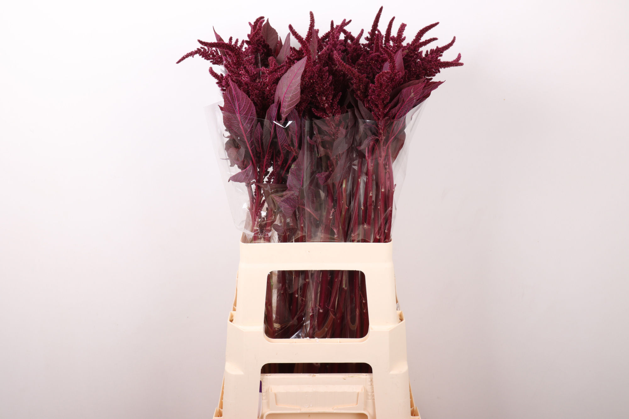 Амарантус Круентус Вельвет 65 (бордо), шт.