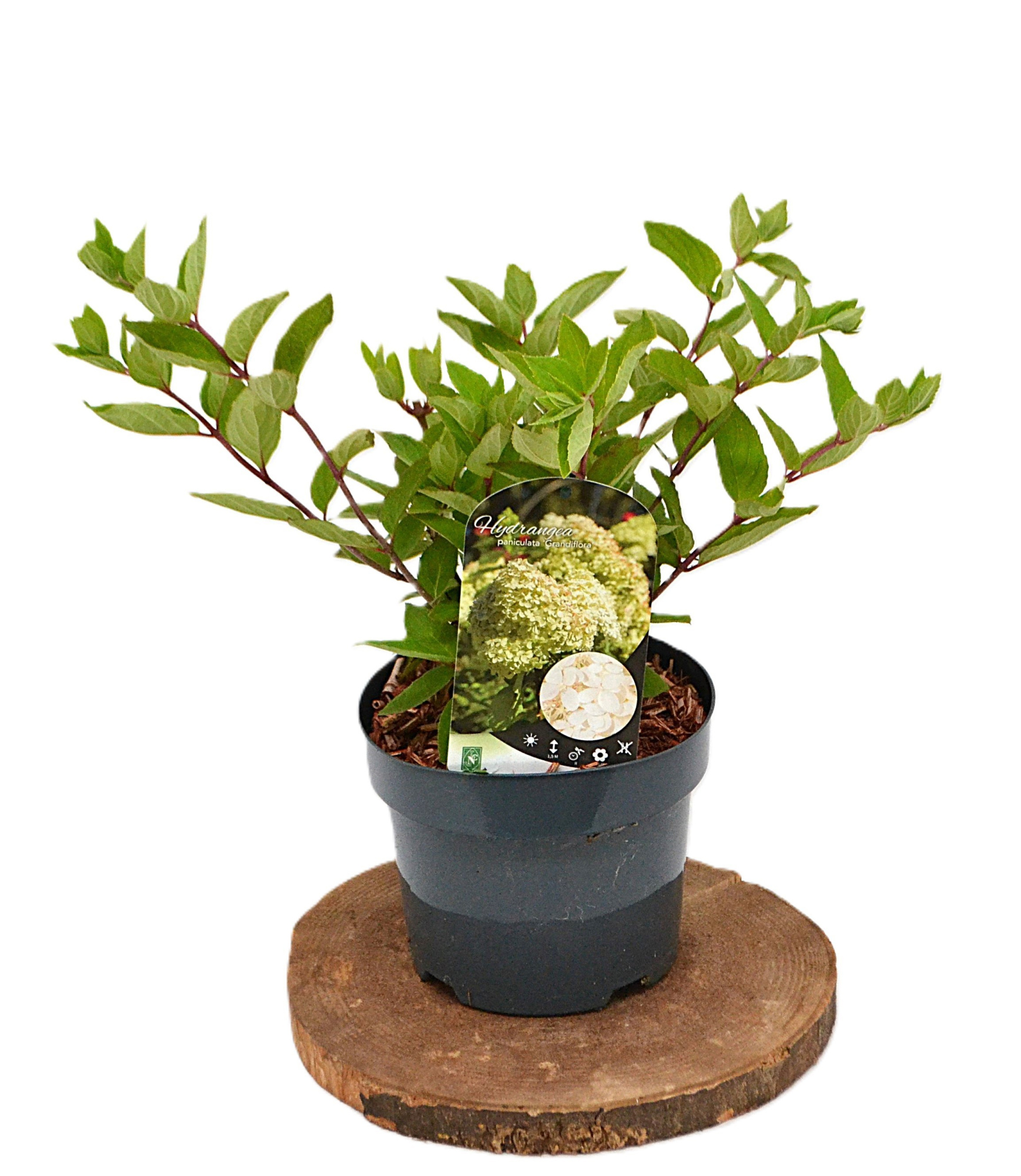 Hydrangea paniculata Grandiflora C3, D 19