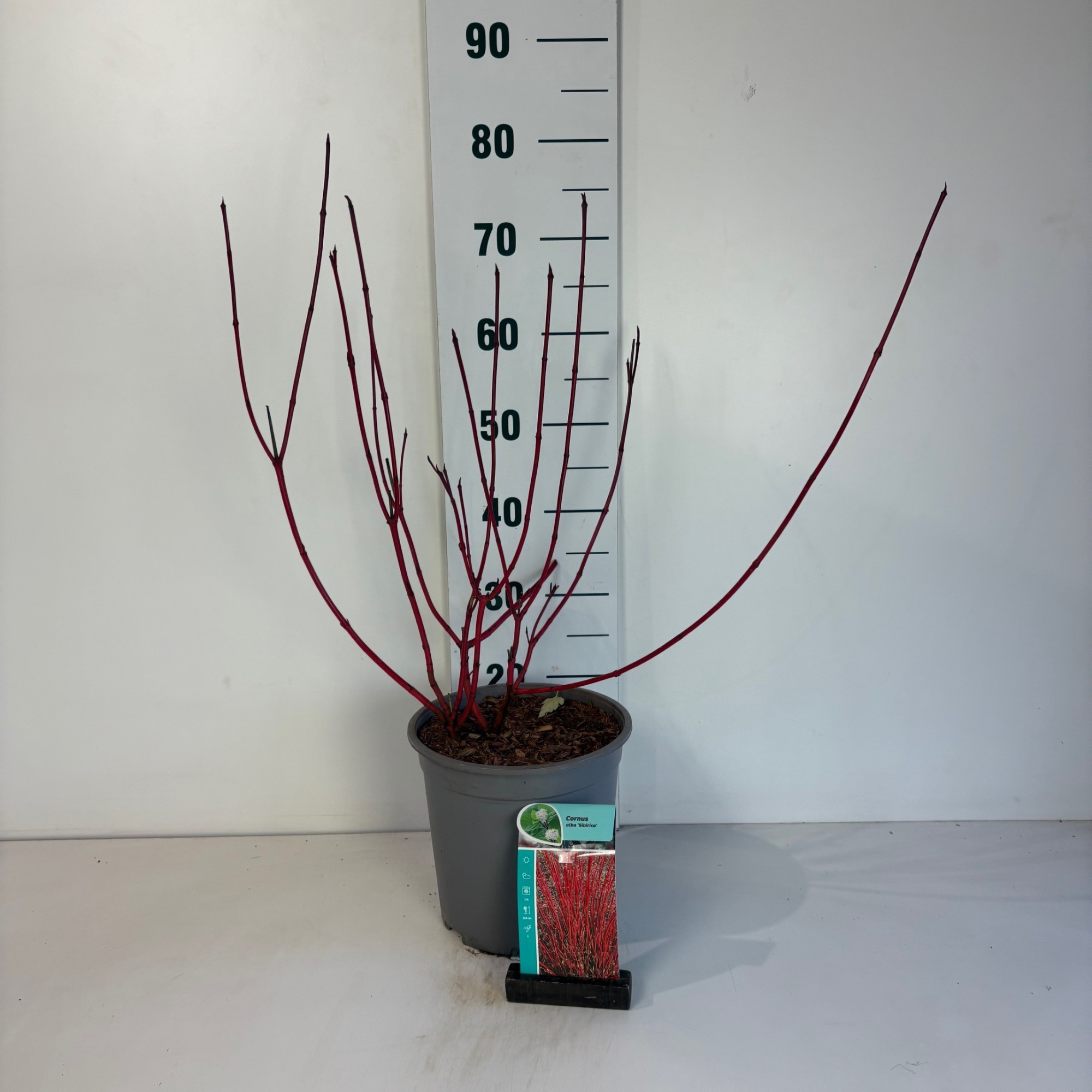 Cornus alba Sibirica, D 24