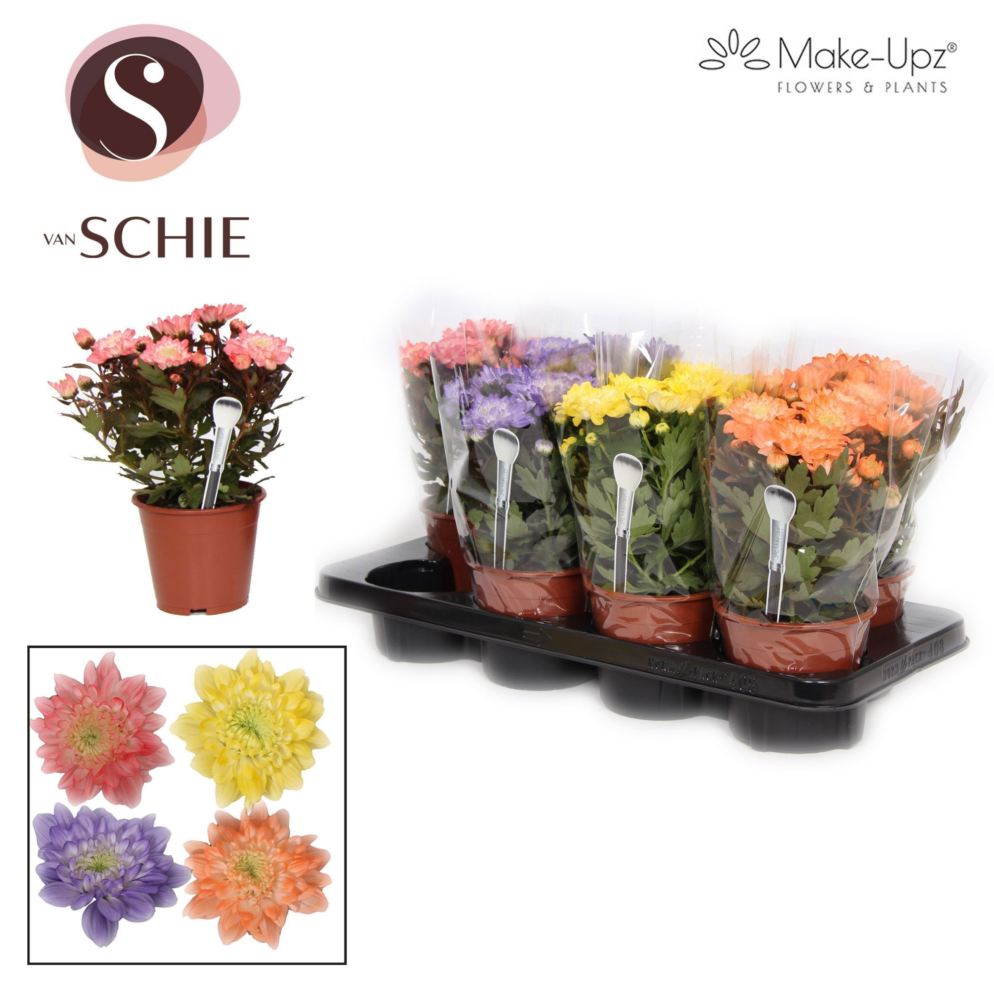 Chrysanne Grandezza Make-Upz® Mix II, D 13 cm