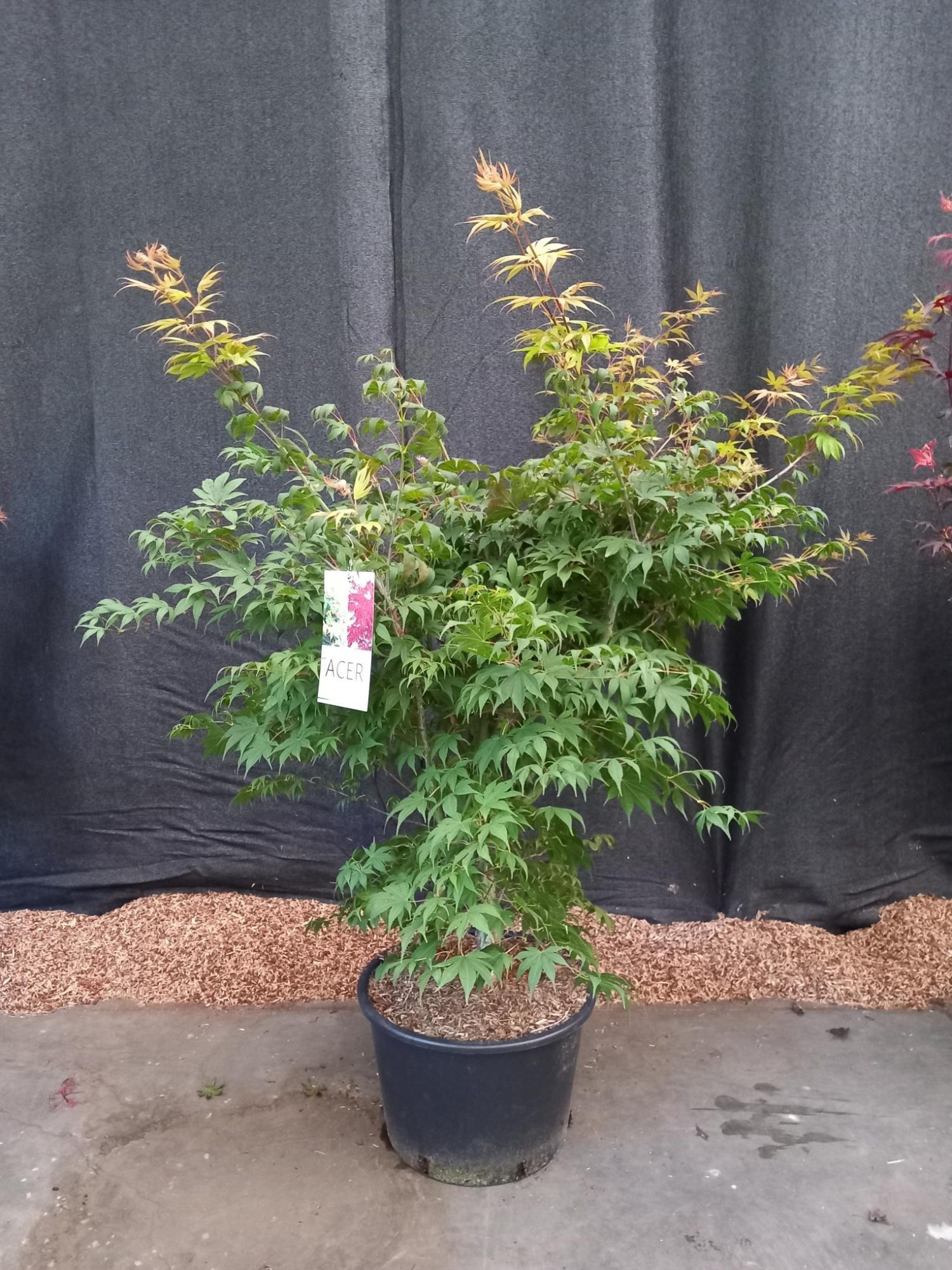 Acer palmatum Osakazuki, D 45