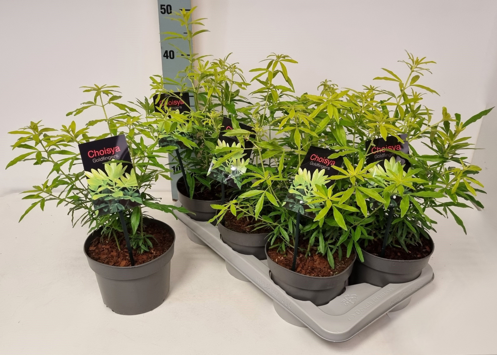 Choisya ternata 'Goldfingers' P17, D 17 cm