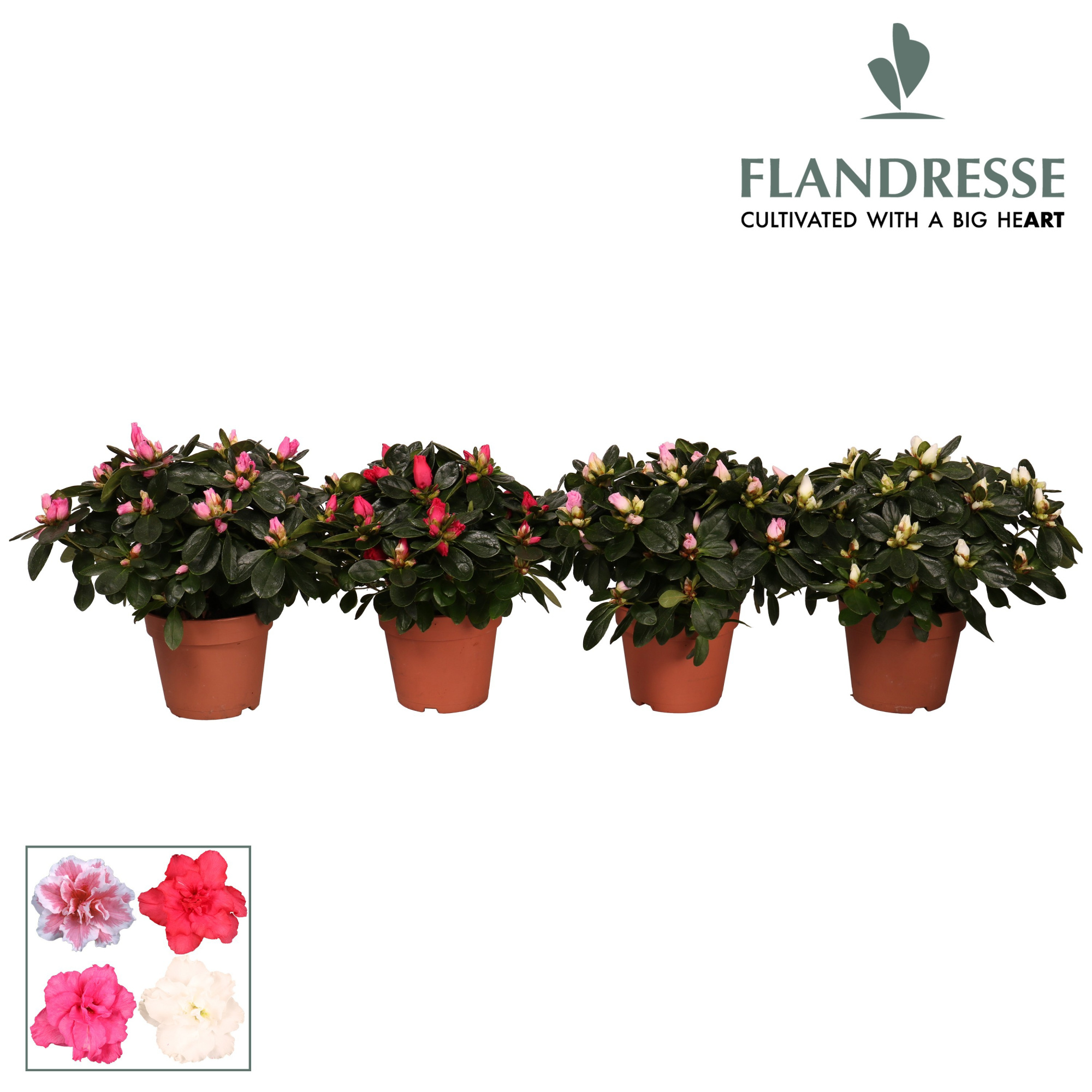 Azalea Flandresse® 'gemengd' 22 - 25 cm, D 12