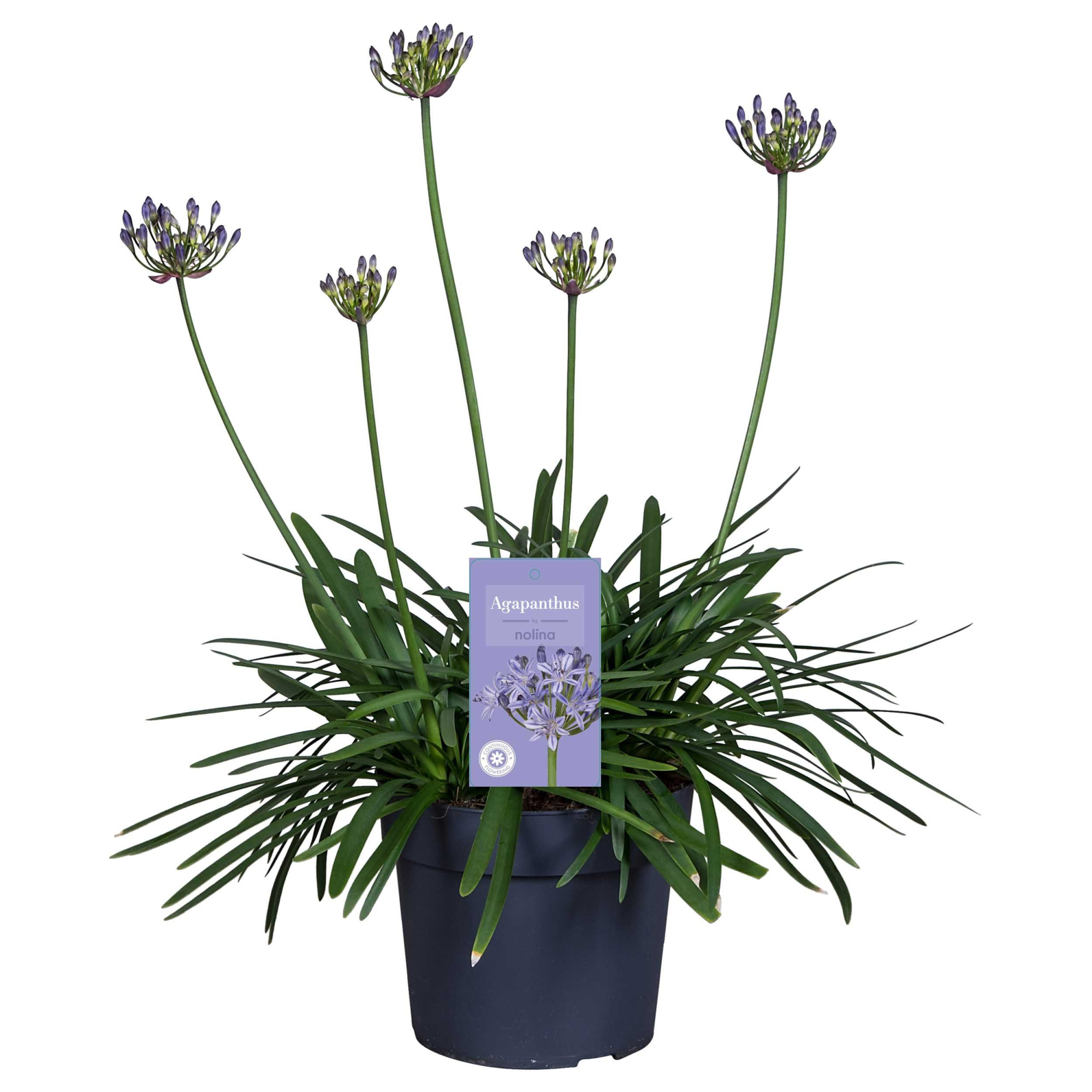Nolina Agapanthus Ø 19 cm. Summer LoveTM Blue, D 19