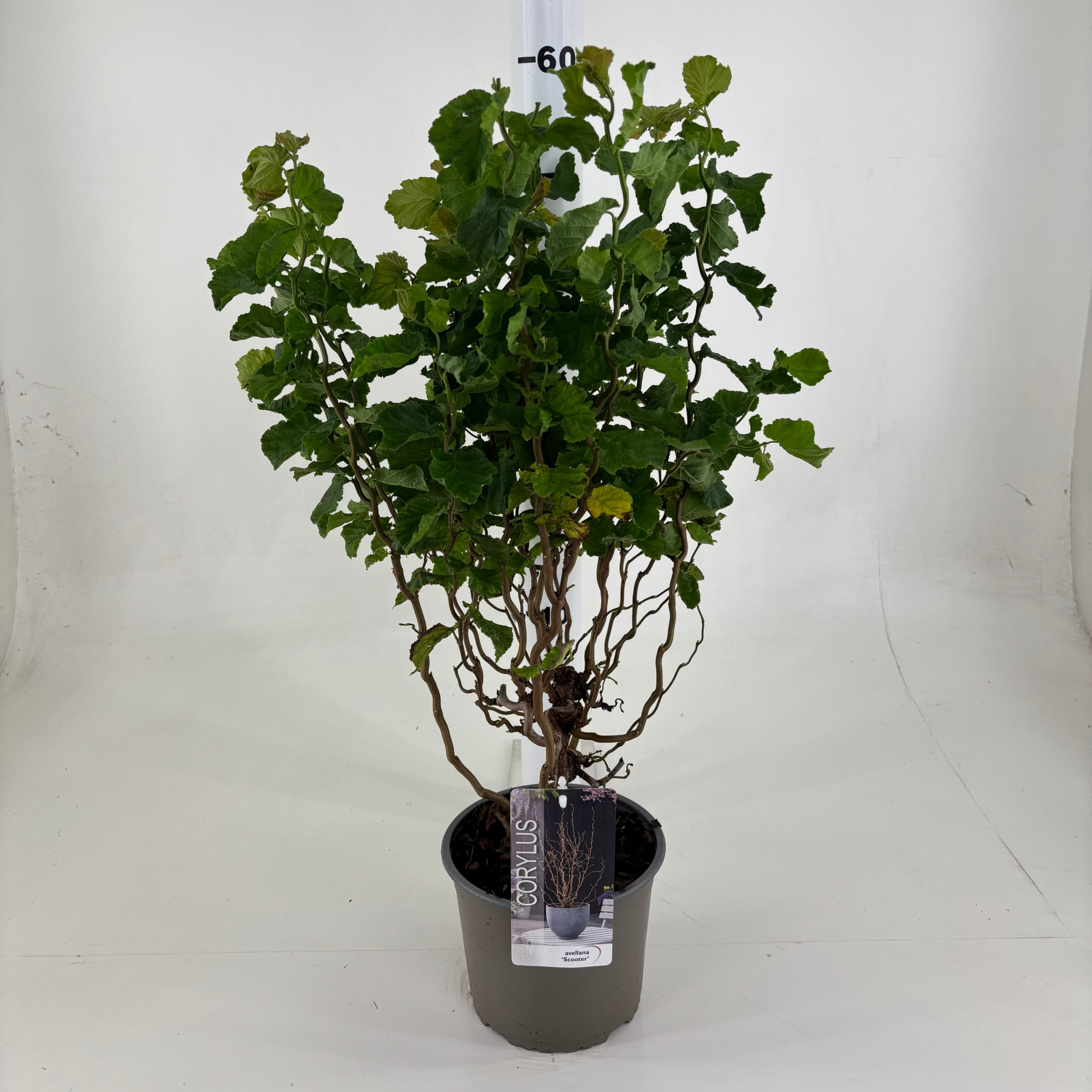 Corylus avellana 'Scooter' (beginnend herfstblad), D 19 cm