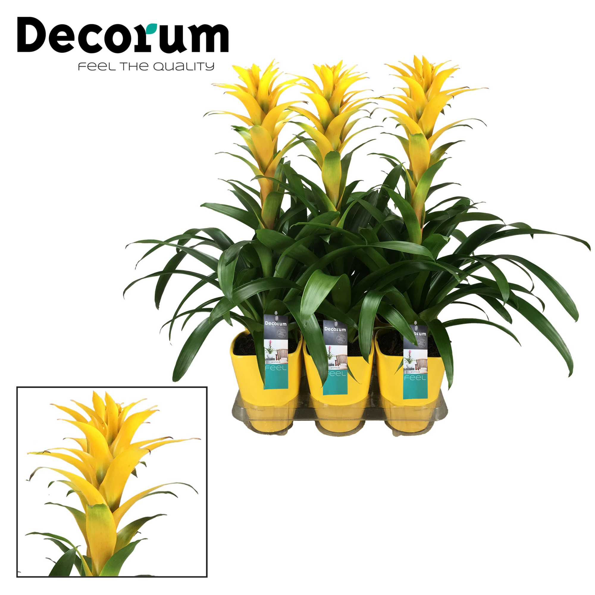Guzmania Hilda Luxe Keramiek (Decorum), D 14 cm