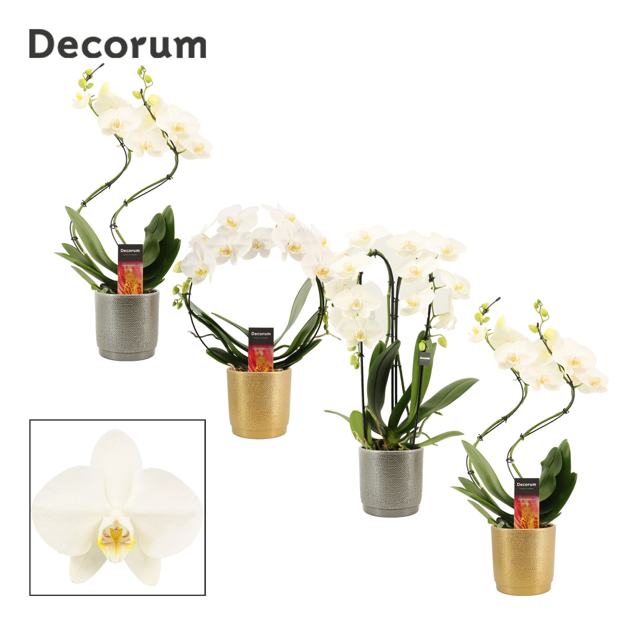 Phalaenopsis vormen mix 2 tak wit in Gabriël (Deco-collection), D 12