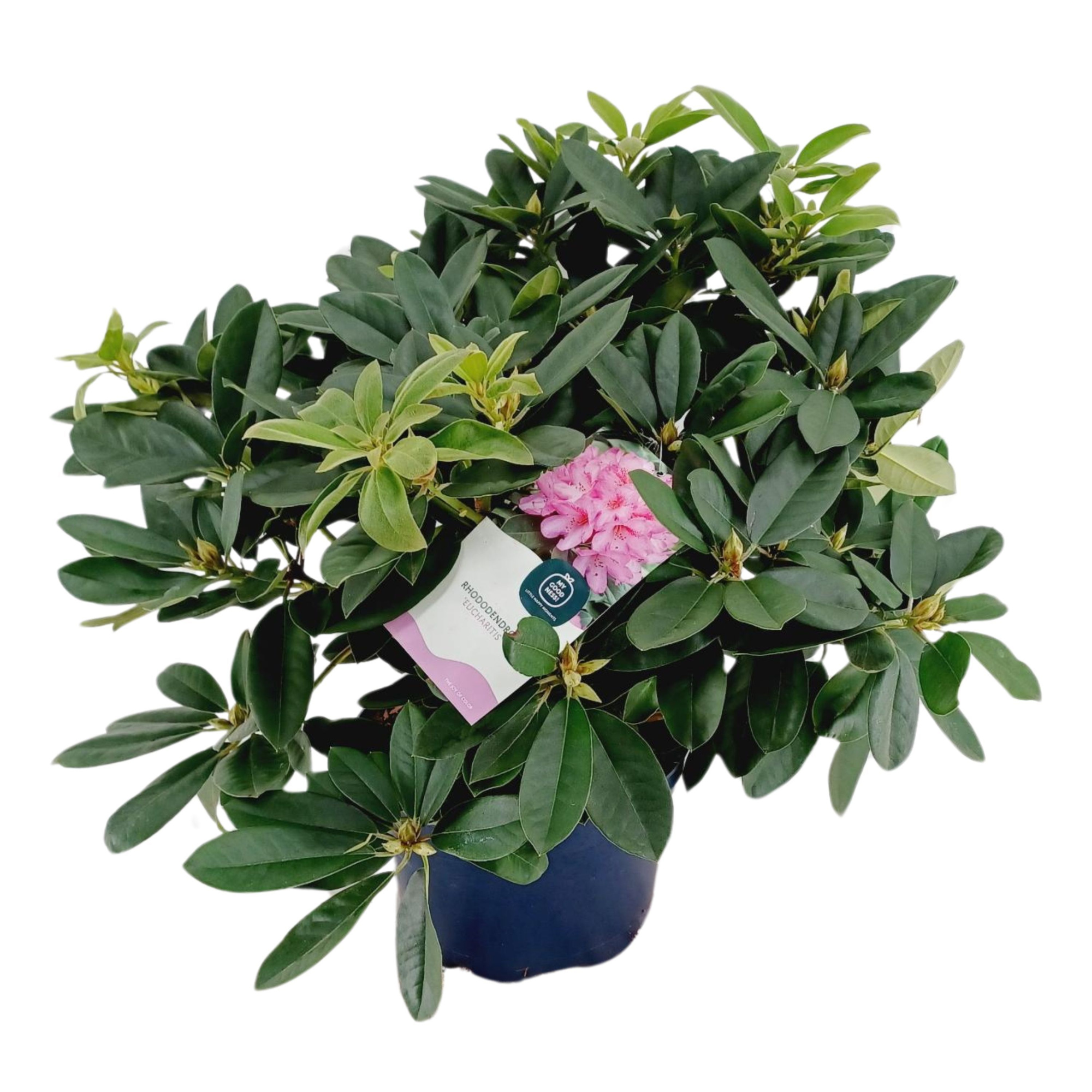 Rhododendron 70-80 /15 liter 'Eucharitis', D 34 cm