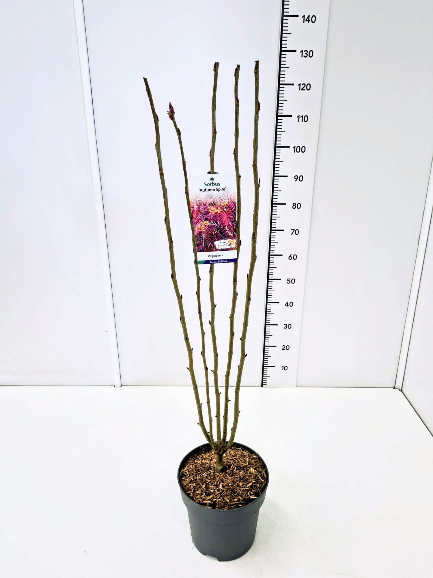 Sorbus 'Autumn Spire' 60-80C7, D 25