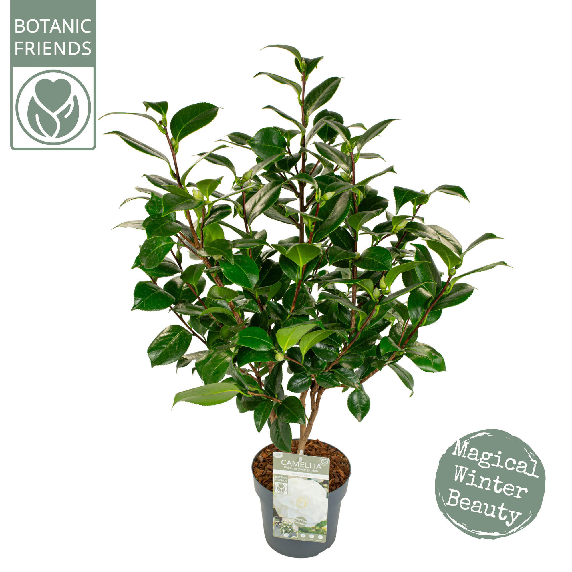 Camellia jap. 'Nuccio's Gem' Premium, D 19 cm