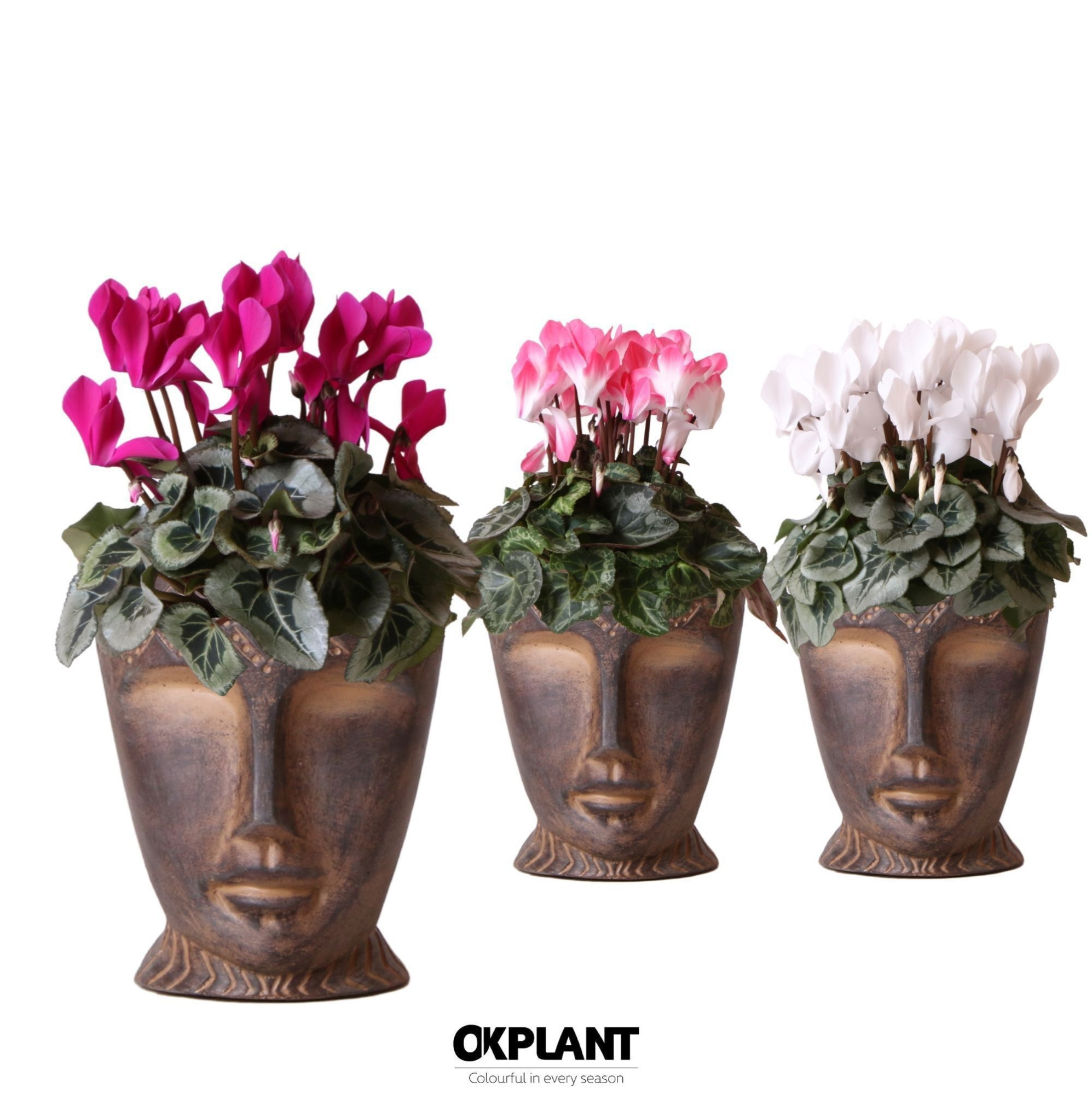 Cyclamen mix in Totem Mask pot, D 12