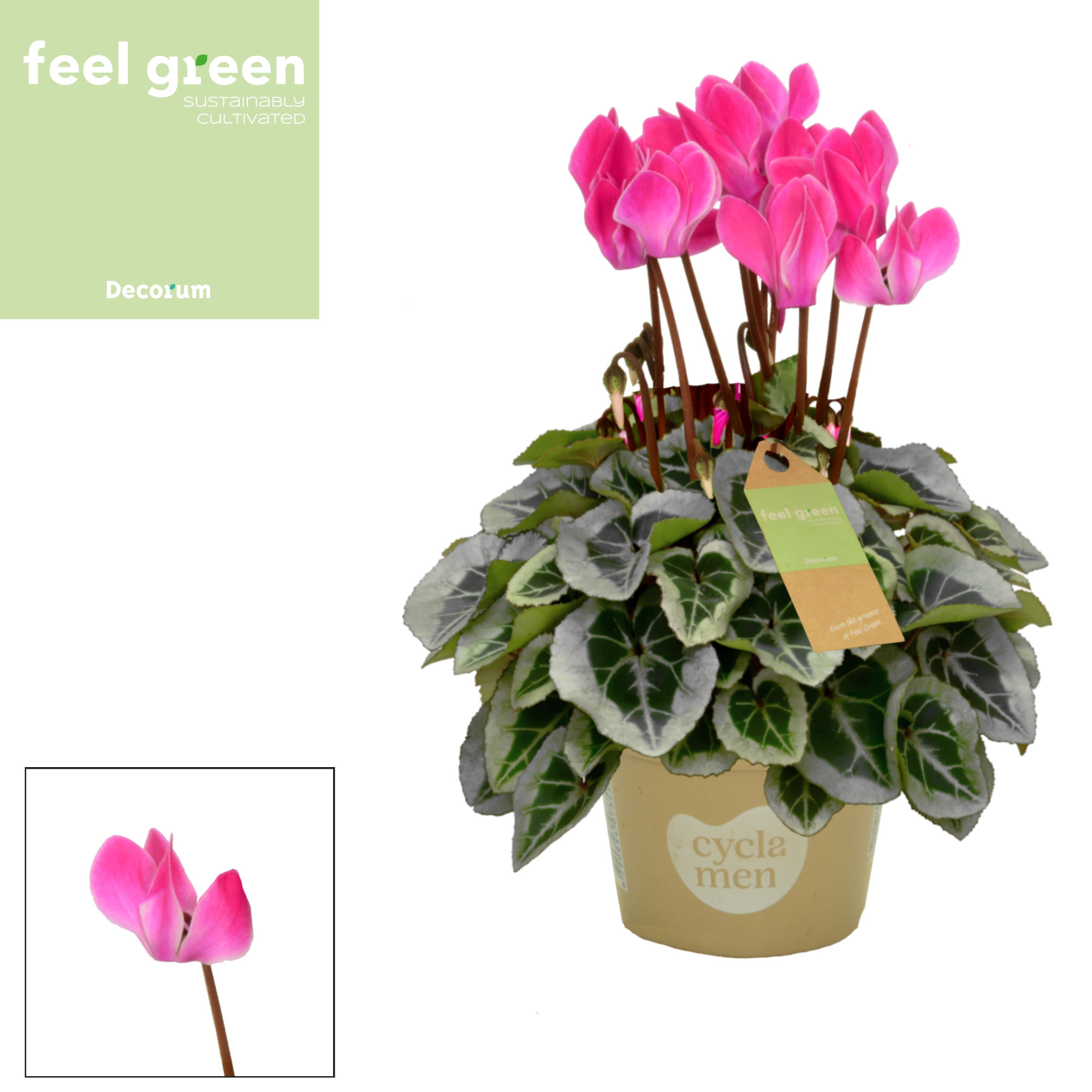 Cyclamen SS Picasso Flamed Mix FEEL GREEN Decorum, D 11 cm