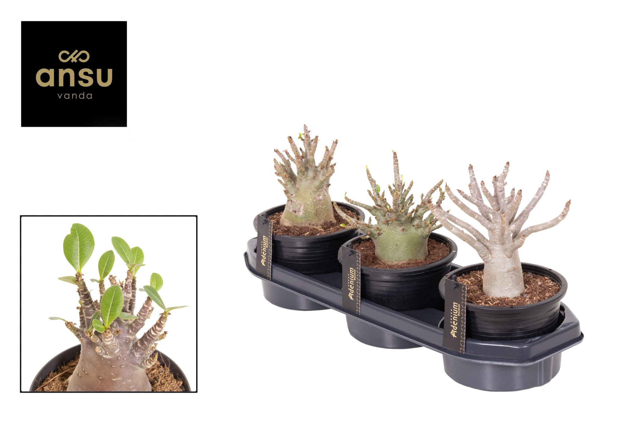 Adenium "Ansu" Baobab, D 15