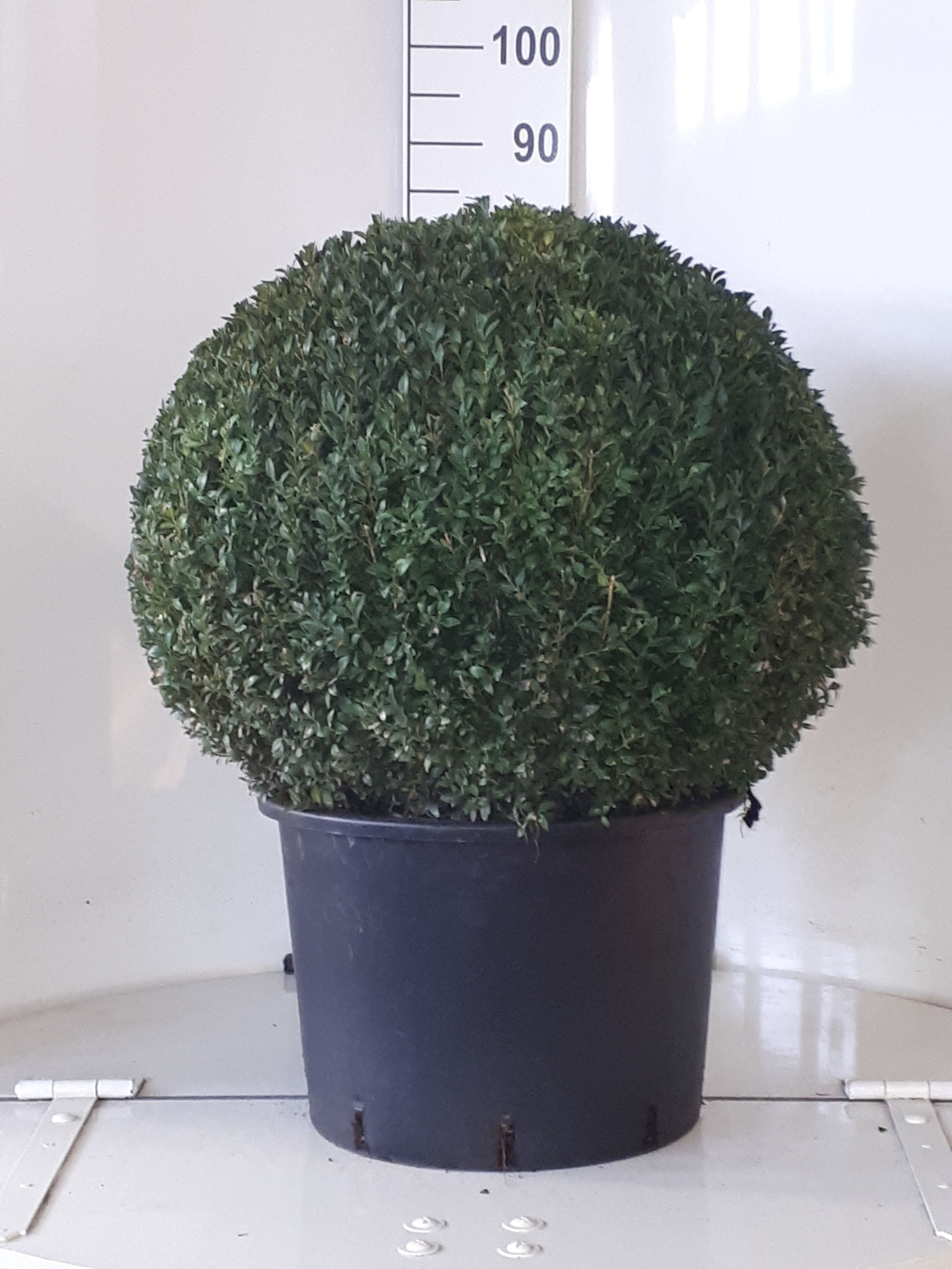 Buxus sempervirens bol 55, D 38