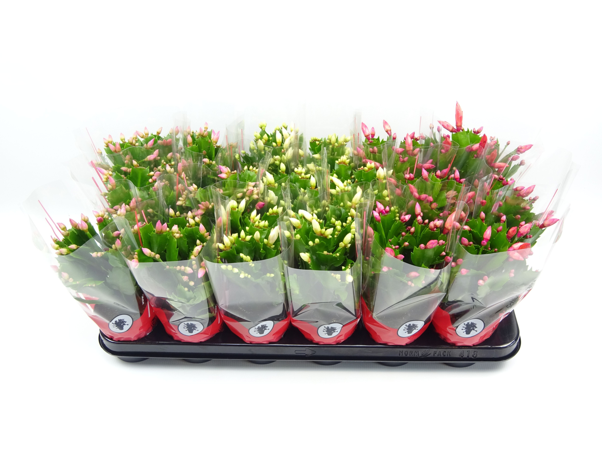 Schlumbergera 9 cm mix 3 kleur rode hoes, D 9 cm