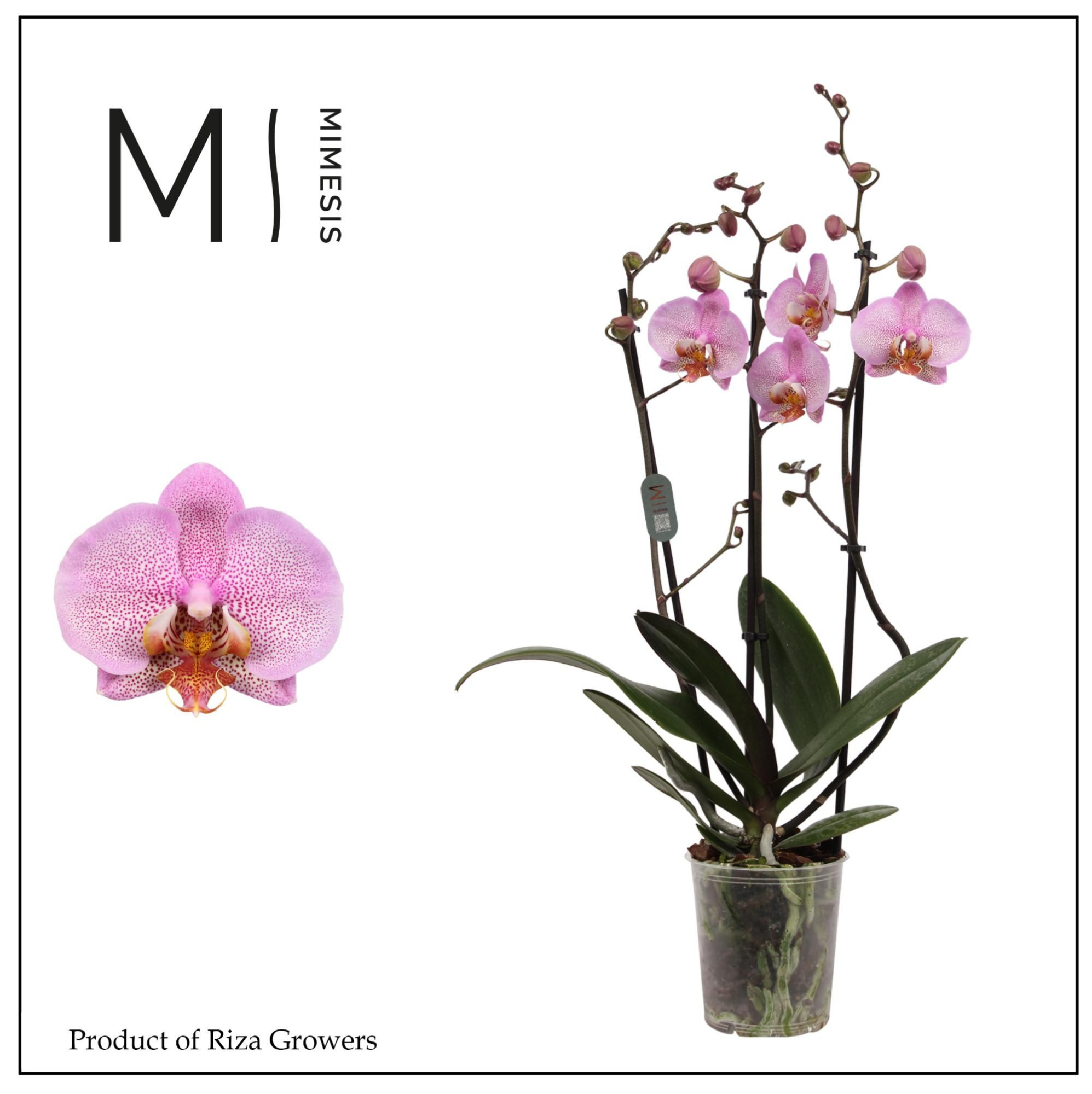Phalaenopsis Formation 3 spike - 12cm | Mimesis, D 12 cm