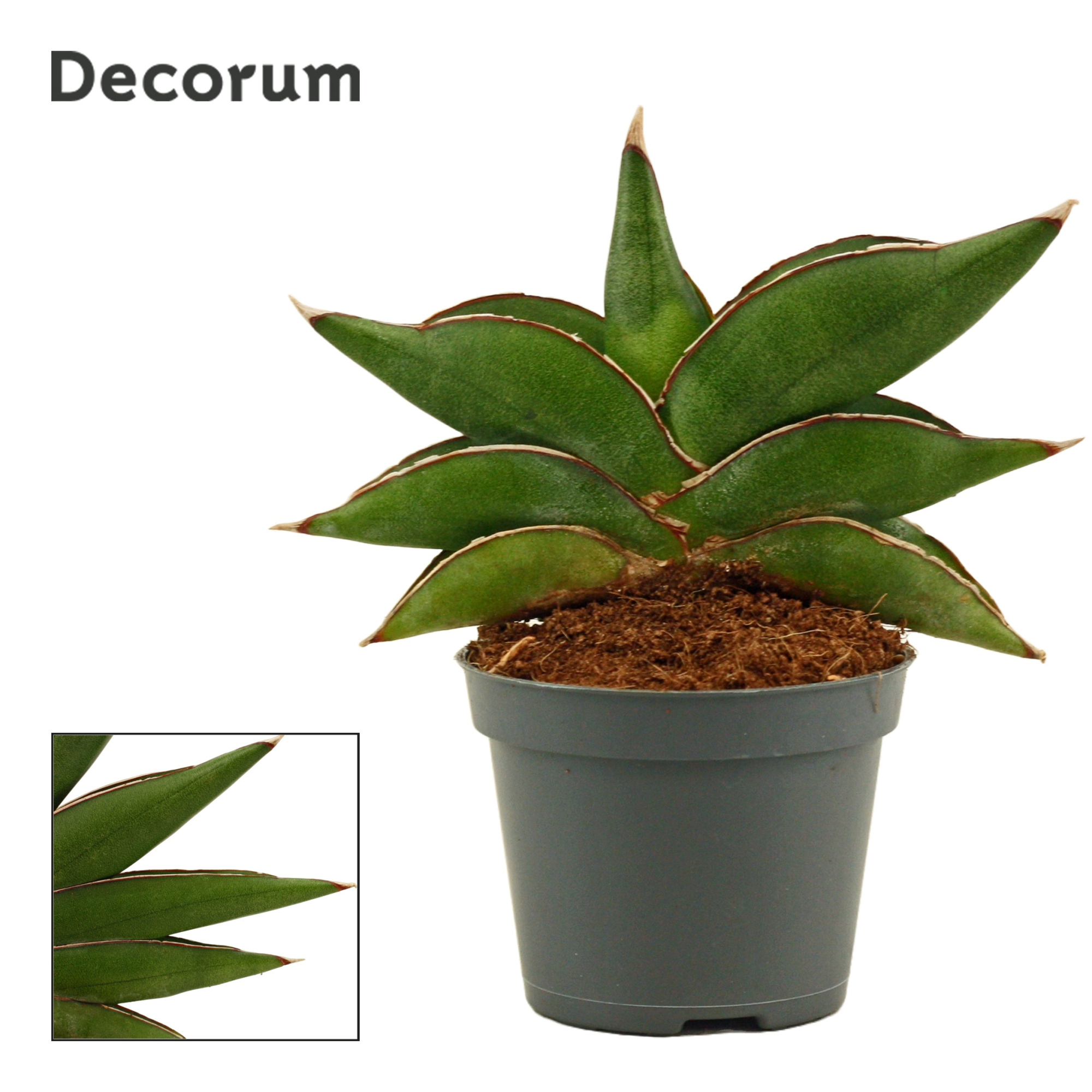 Sansevieria Stylish fan 6 cm (Decorum), D 6 cm