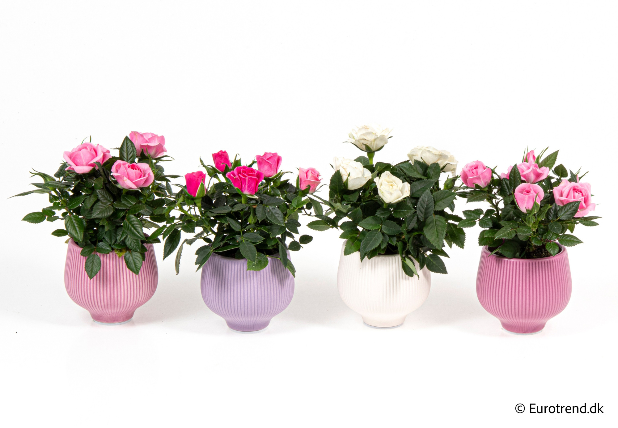 Roses in Valentine ceramic 2026, D 6