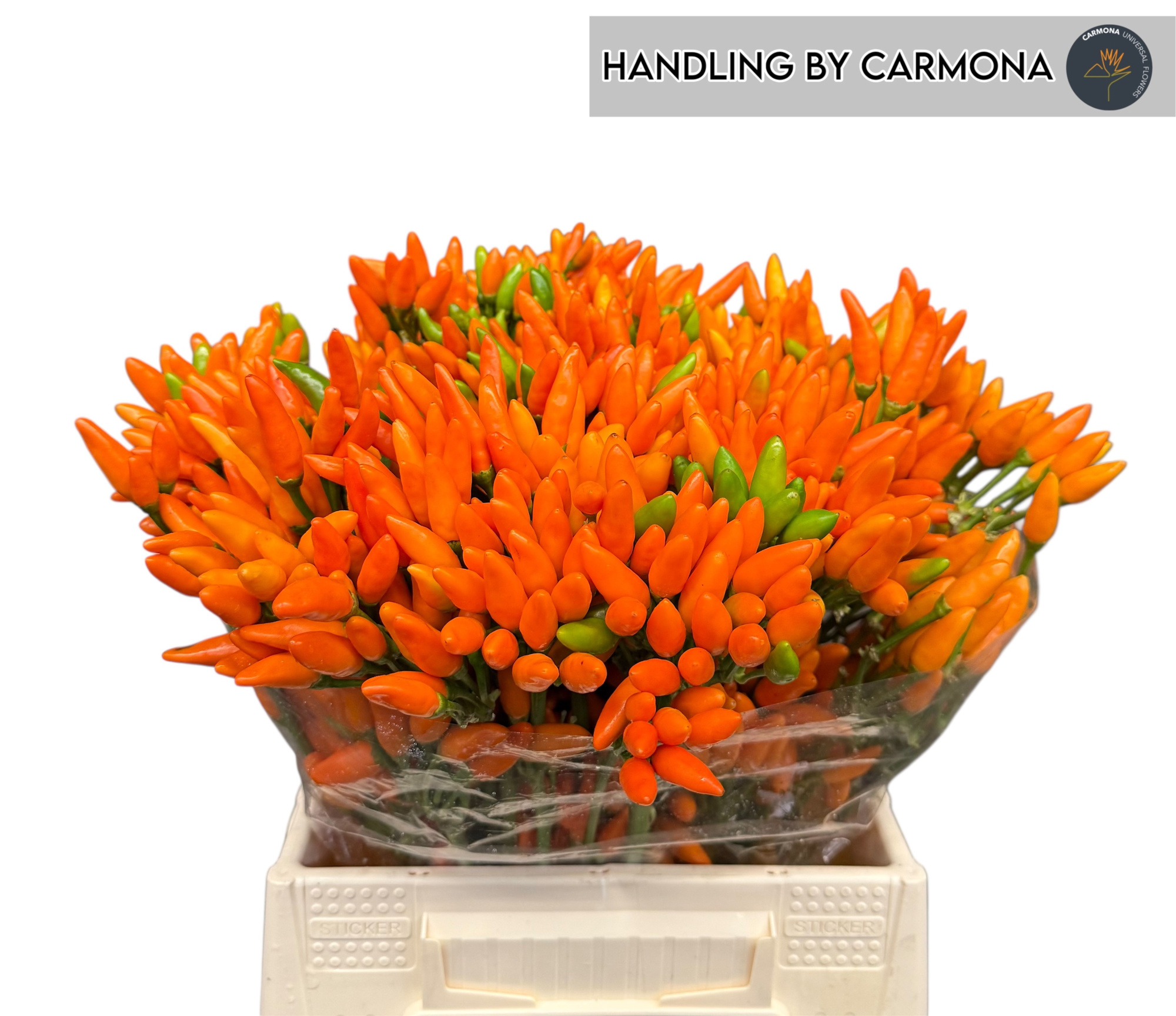 Капсикум Оранж Фае 45, шт.