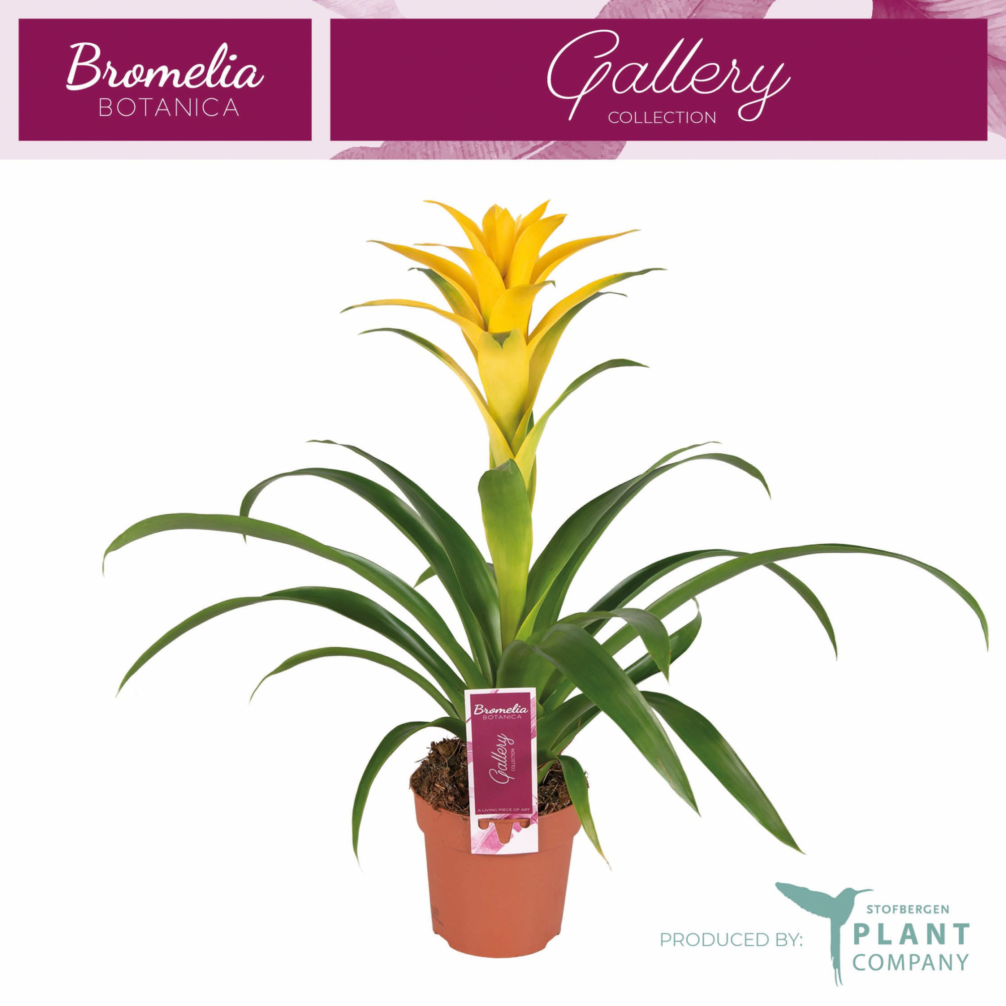 Guzmania Desire, D 12