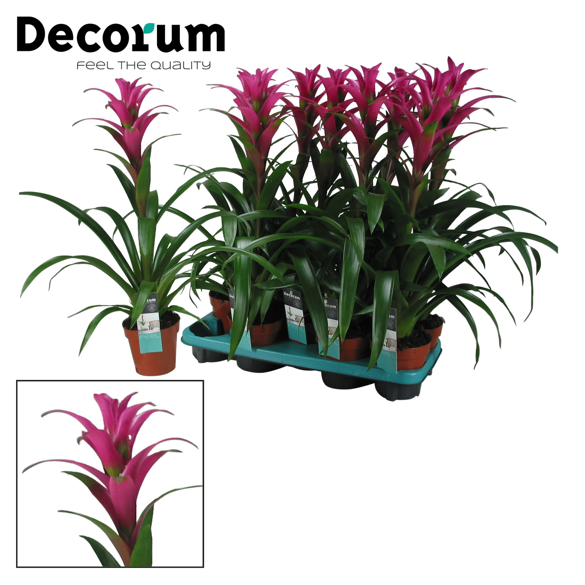 Guzmania Freya (Decorum), D 13