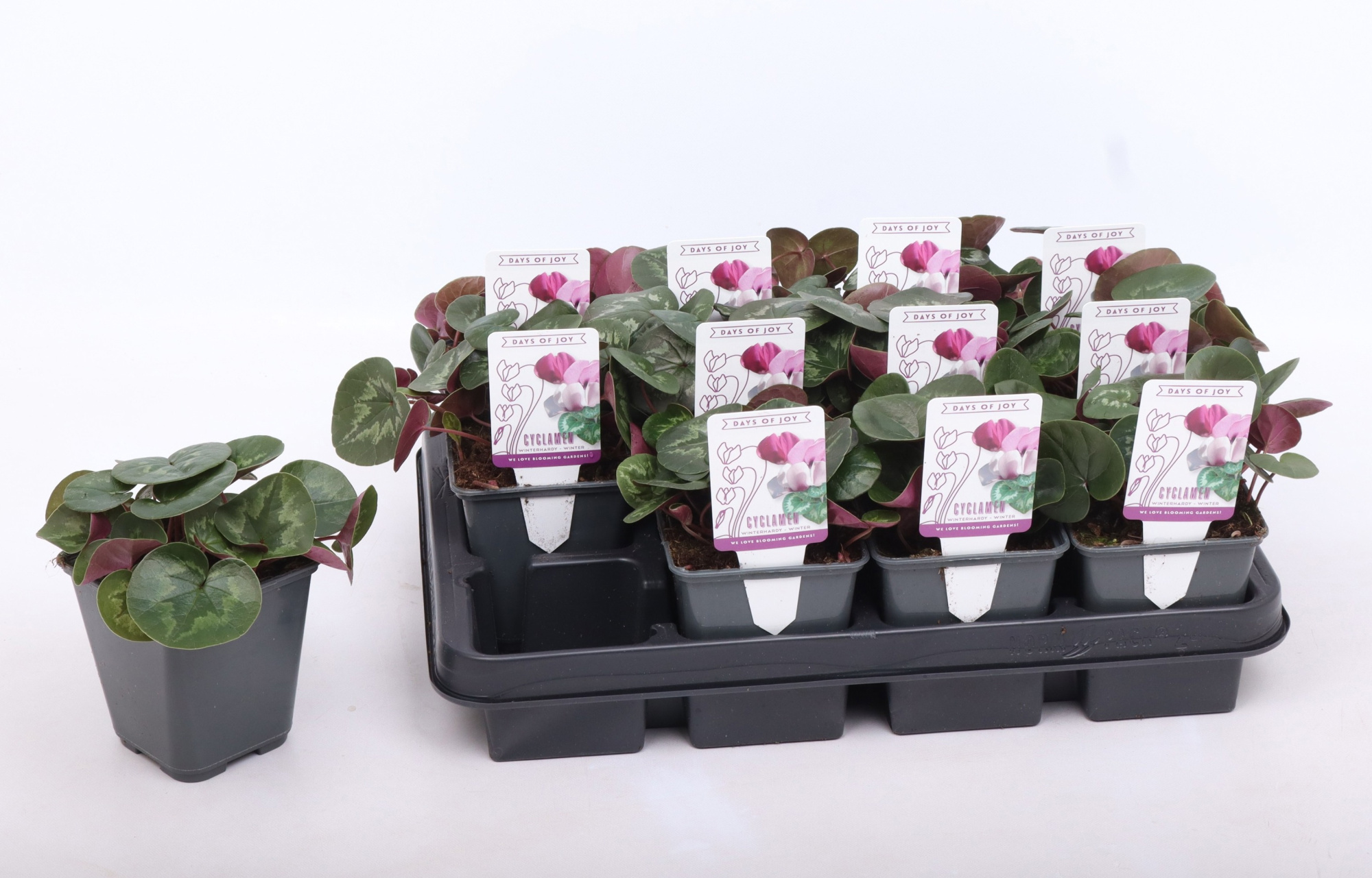 Cyclamen coum rose 9 cm, D 9